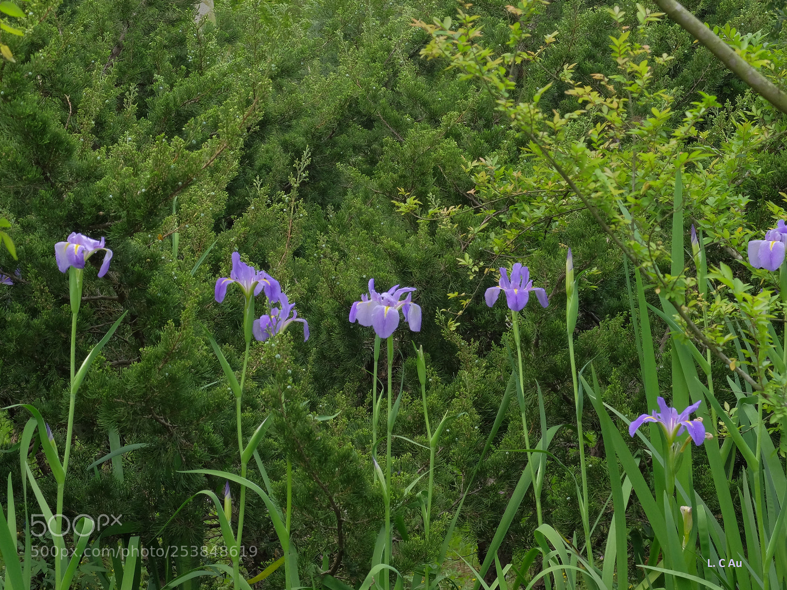 Fujifilm X30 sample photo. Purple iris photography