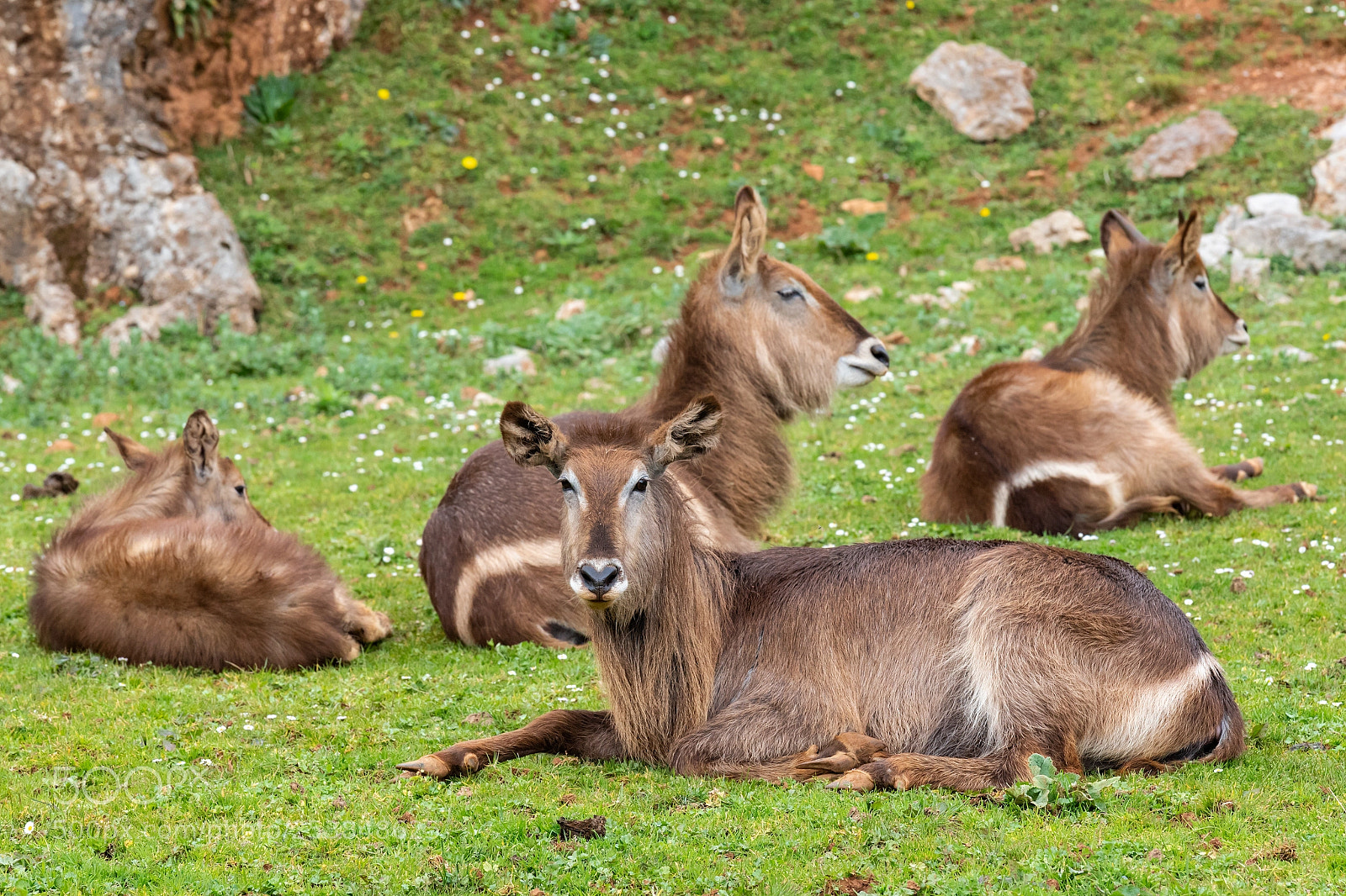 Canon EOS 6D Mark II sample photo. Waterbuck  040418-0700 photography