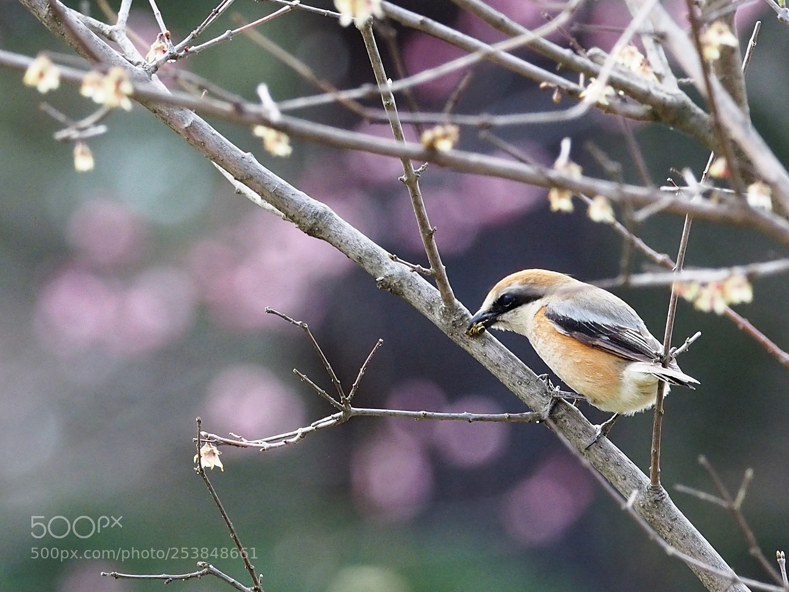 Olympus OM-D E-M5 sample photo. Lonius bucepholus photography