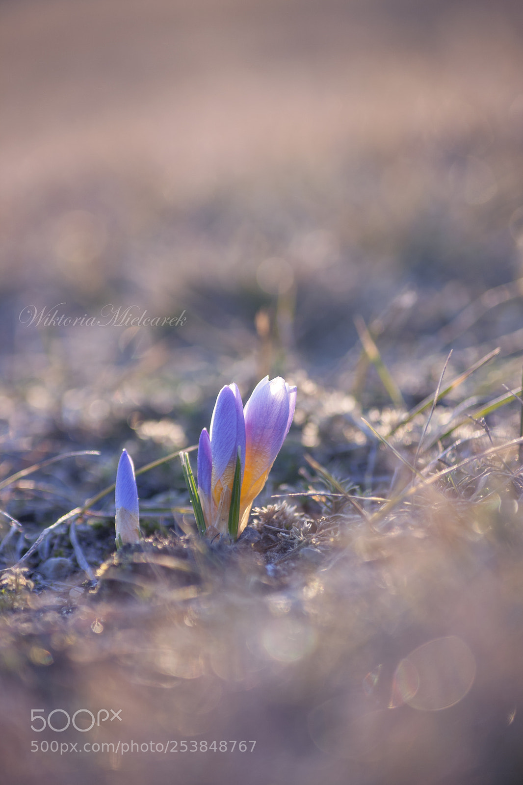 Canon EOS 1000D (EOS Digital Rebel XS / EOS Kiss F) sample photo. Crocuses photography