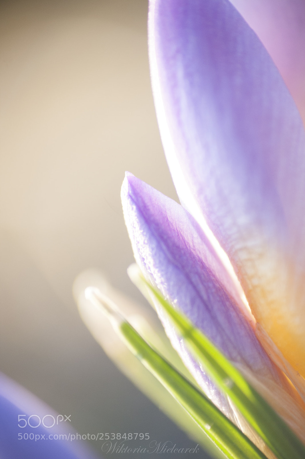 Canon EOS 1000D (EOS Digital Rebel XS / EOS Kiss F) sample photo. Crocus close-up photography