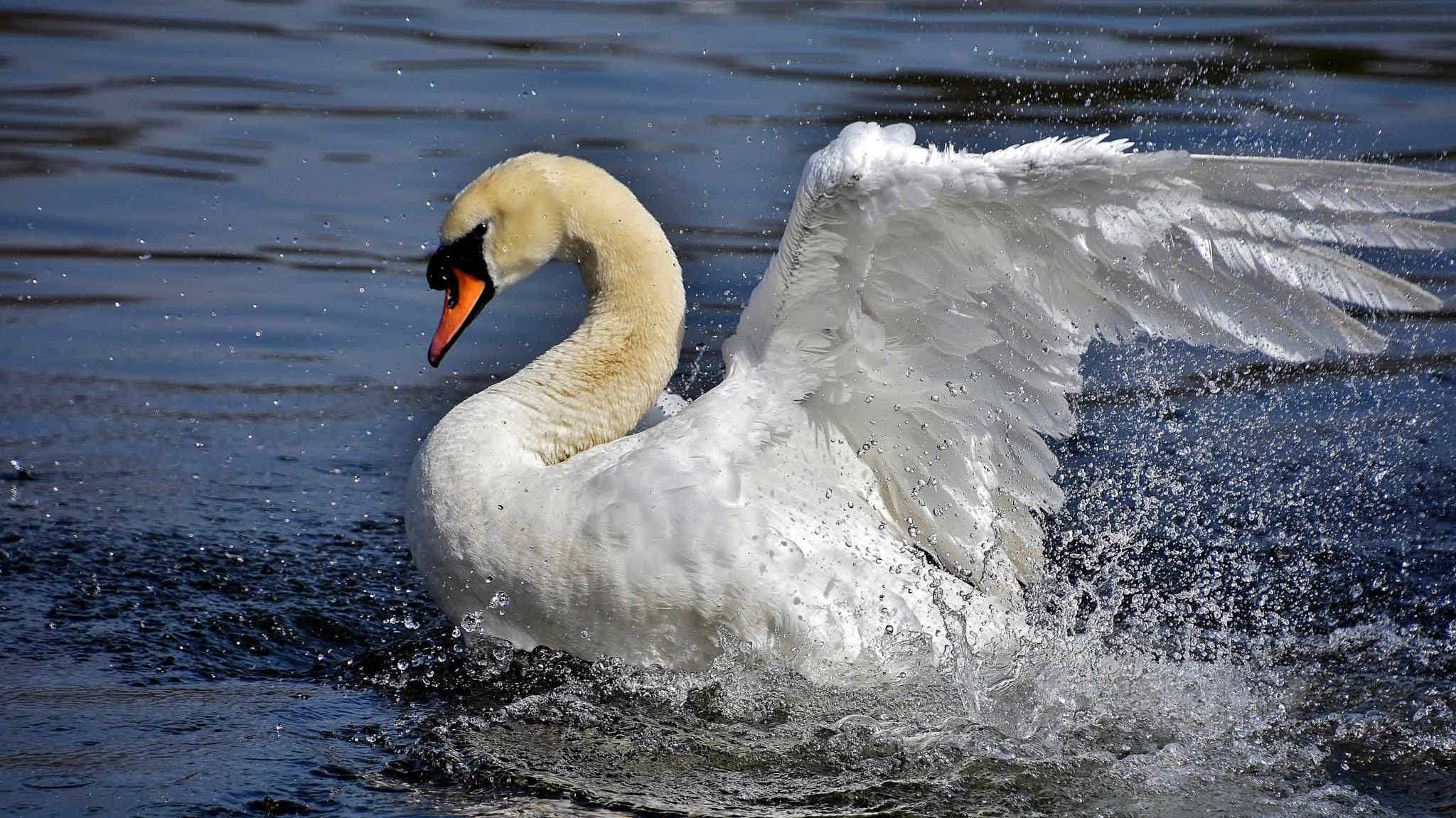 Nikon D7200 sample photo. Morning bath... photography