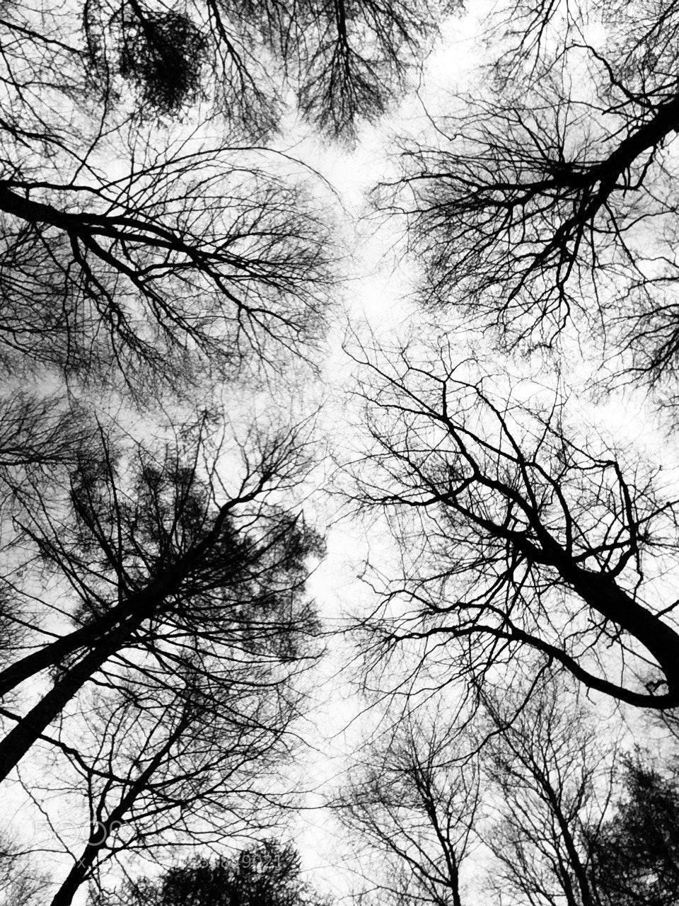 Apple iPhone 5s sample photo. Treescape photography