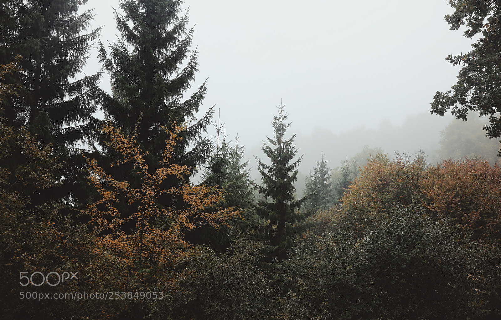 Canon EOS 5DS R sample photo. Cloudy forest photography