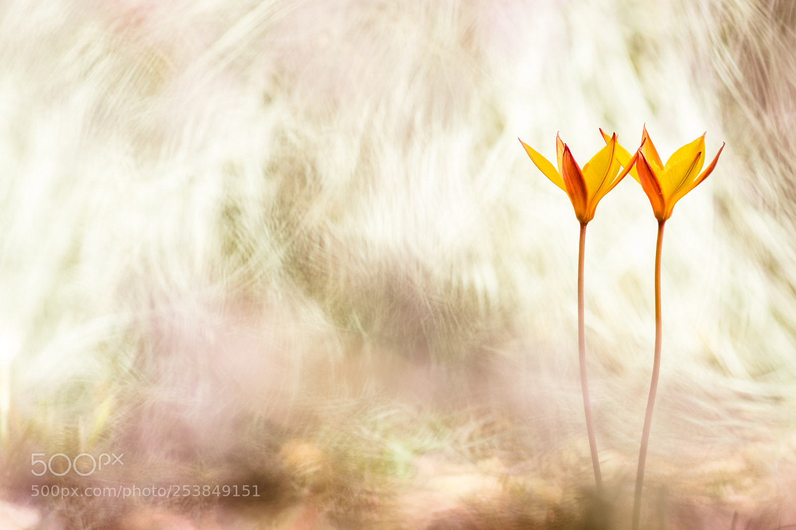 Fujifilm X-T10 sample photo. Tulipa sylvestris i. sisters. photography