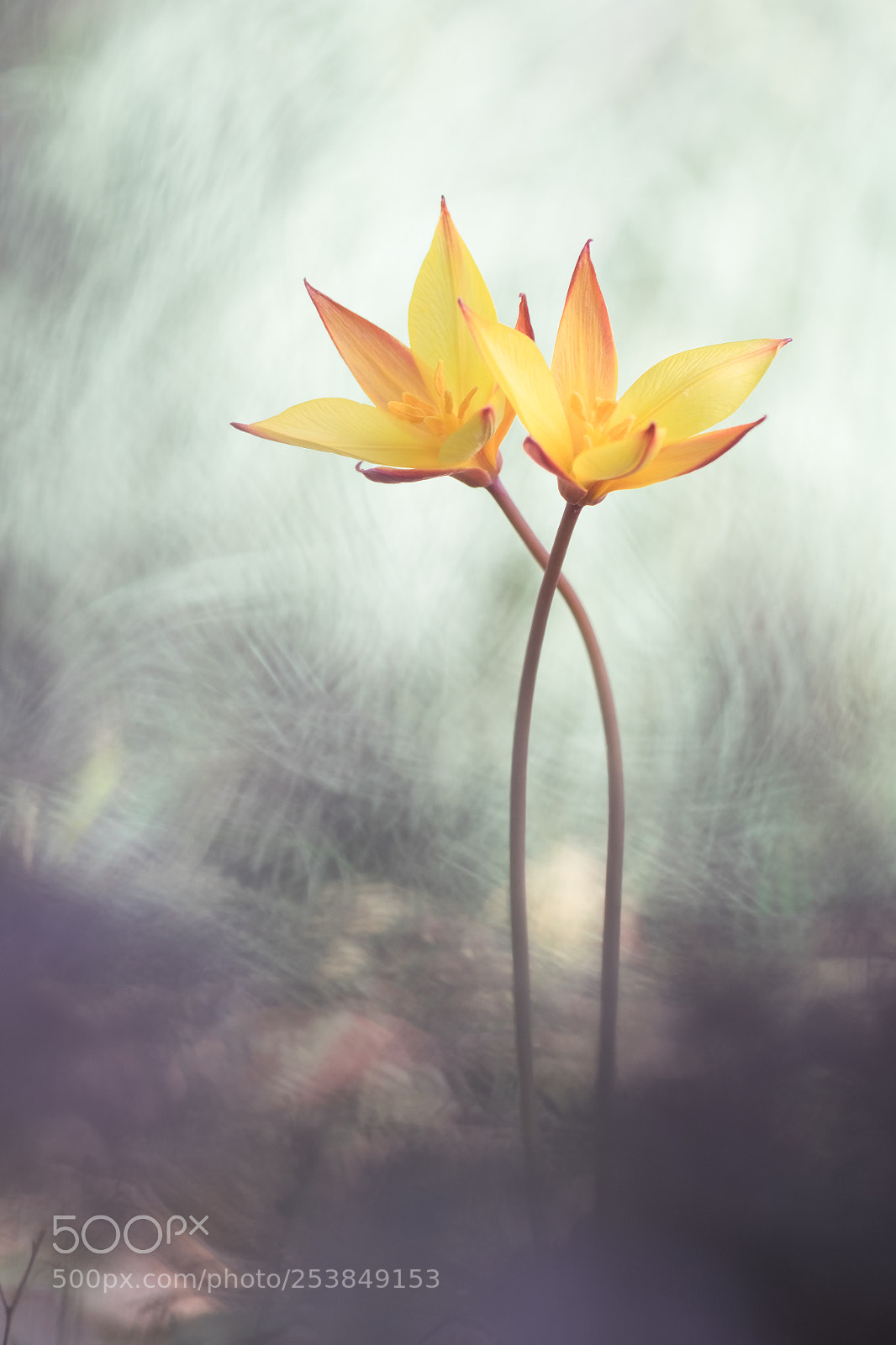 Fujifilm X-T10 sample photo. A pair of...tulipa sylvestris photography