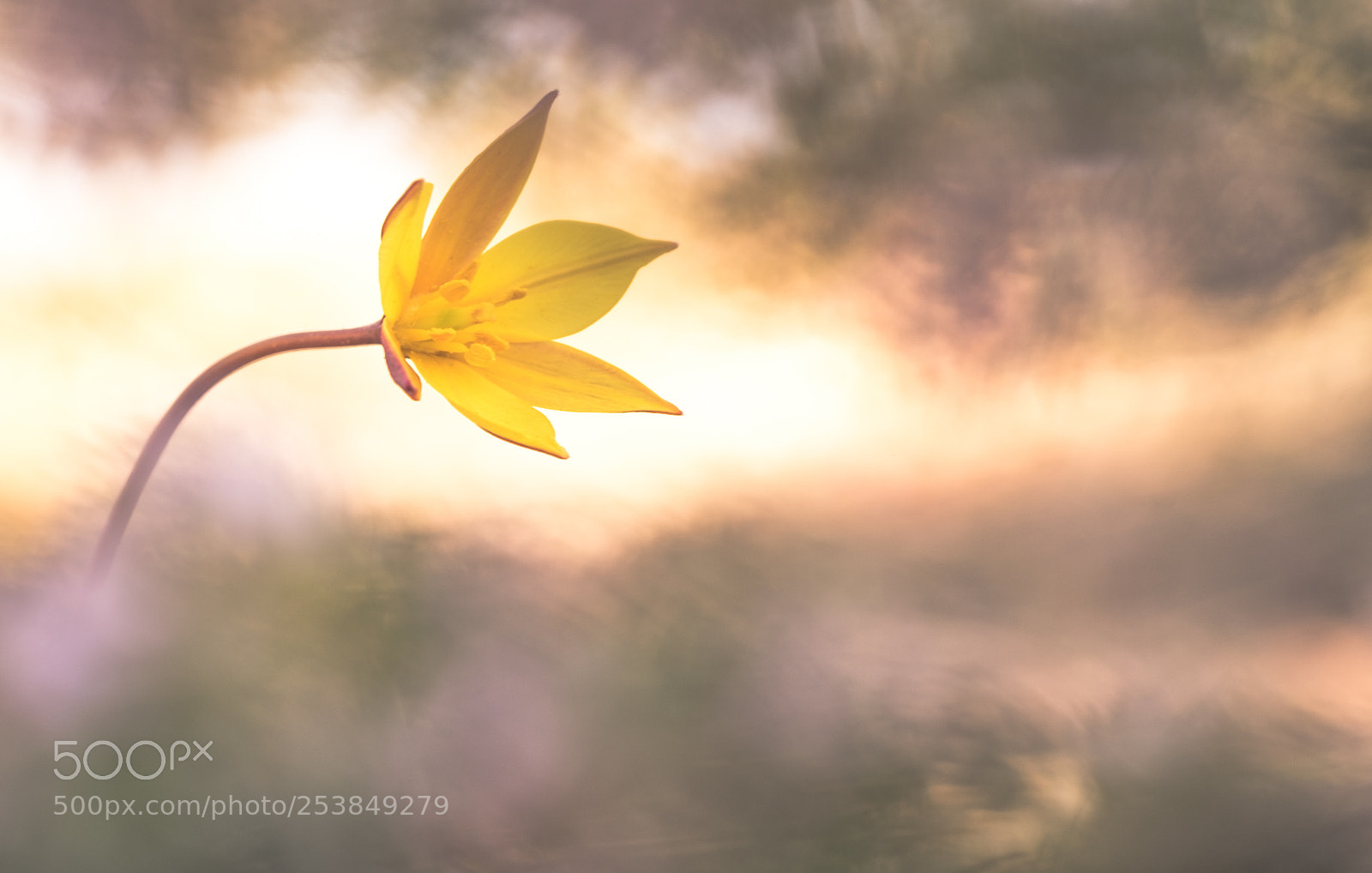 Fujifilm X-T10 sample photo. Tulipa sylvestris photography