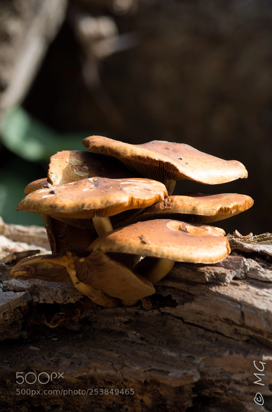 Pentax K-30 sample photo. Mushroom photography