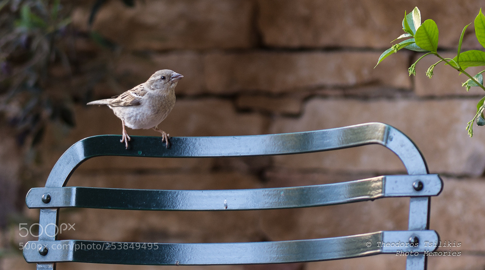 Nikon D7200 sample photo. My little fellow photography