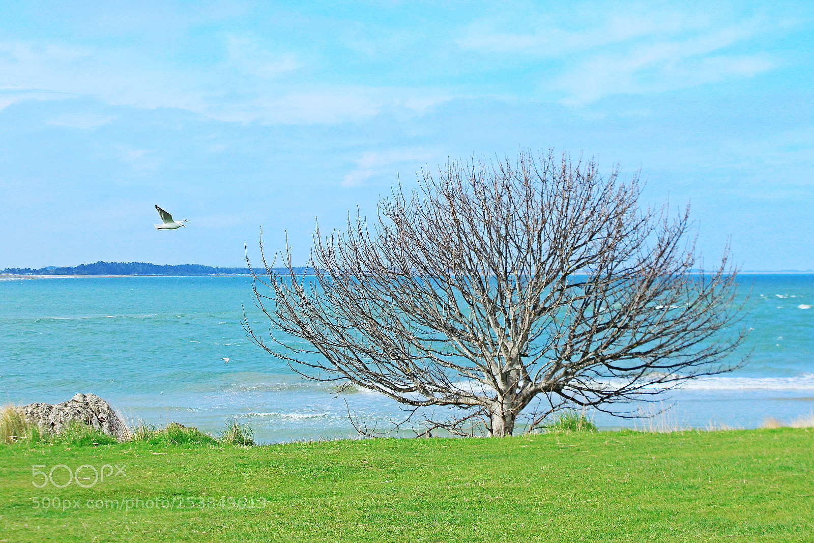 Canon EOS 600D (Rebel EOS T3i / EOS Kiss X5) sample photo. Stray bird photography