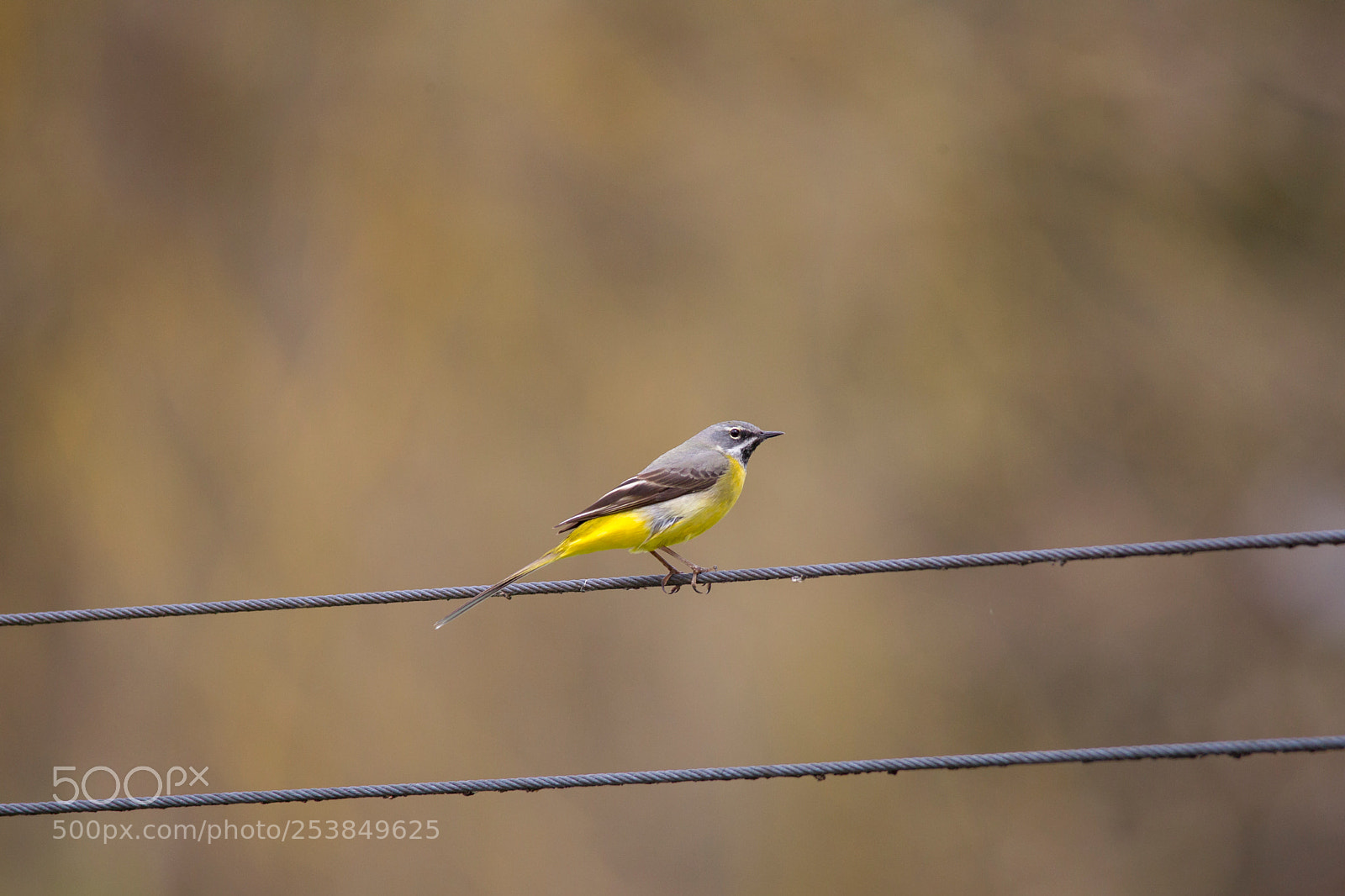 Canon EOS-1D Mark IV sample photo. Yellow wagtail sits on photography