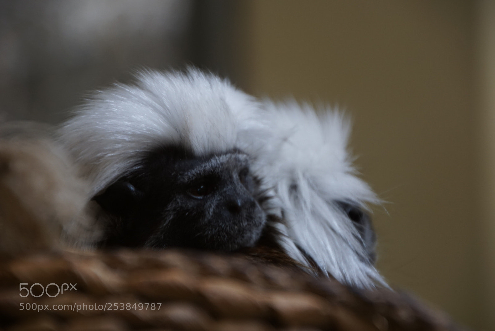 Sony a6000 sample photo. Baby monkeys photography