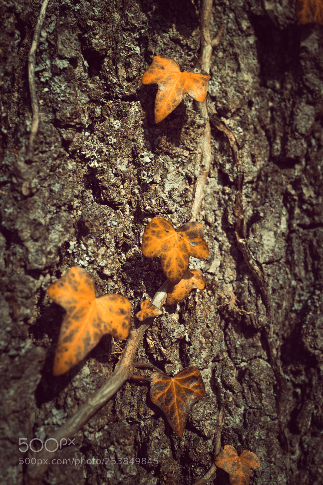 Sony Cyber-shot DSC-RX1 sample photo. Orange leafs on a photography