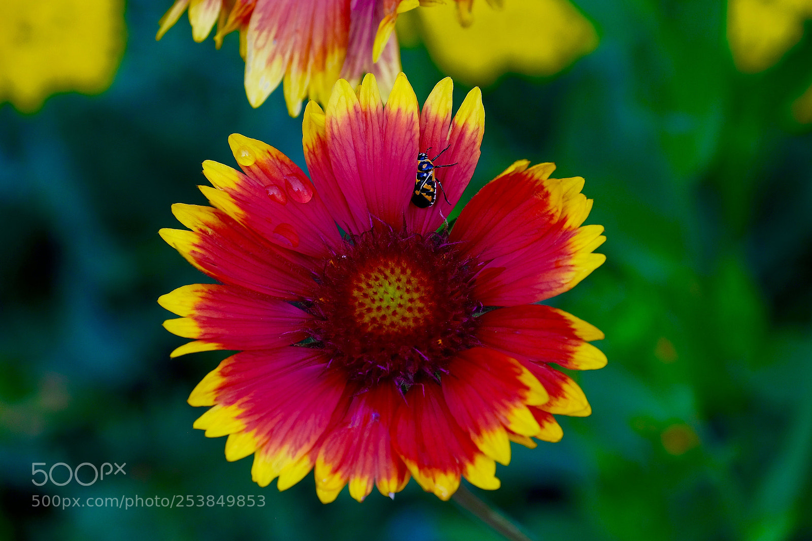 Fujifilm X-T1 sample photo. Flower with insect photography