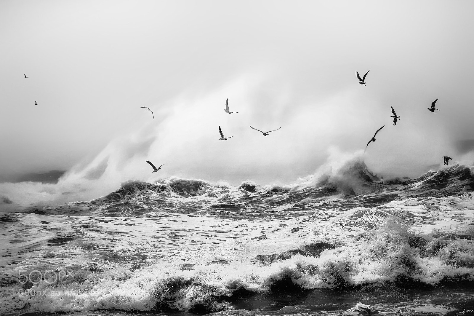 Nikon D700 sample photo. Waves & seagulls photography