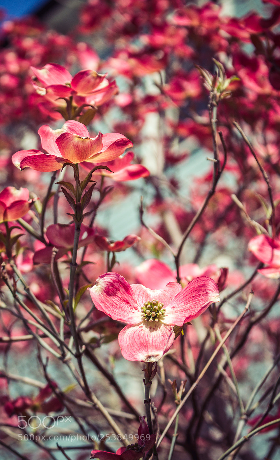 Canon EOS 700D (EOS Rebel T5i / EOS Kiss X7i) sample photo. New blossom photography