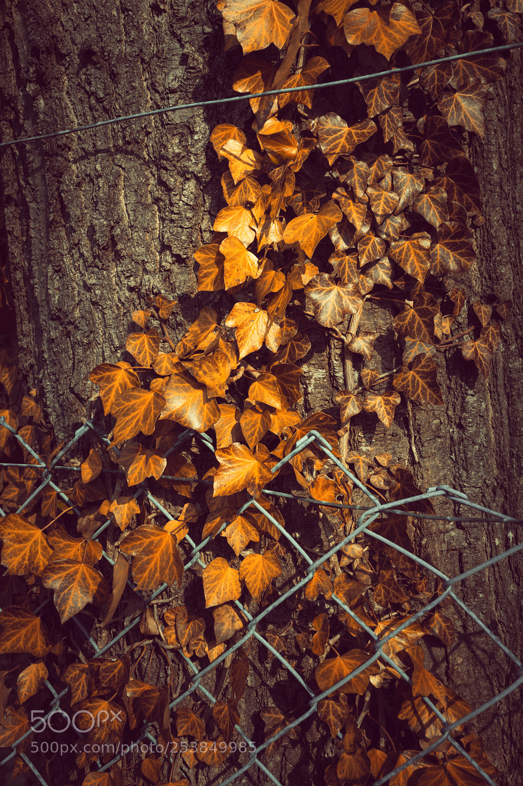 Sony Cyber-shot DSC-RX1 sample photo. Orange leafs on a photography
