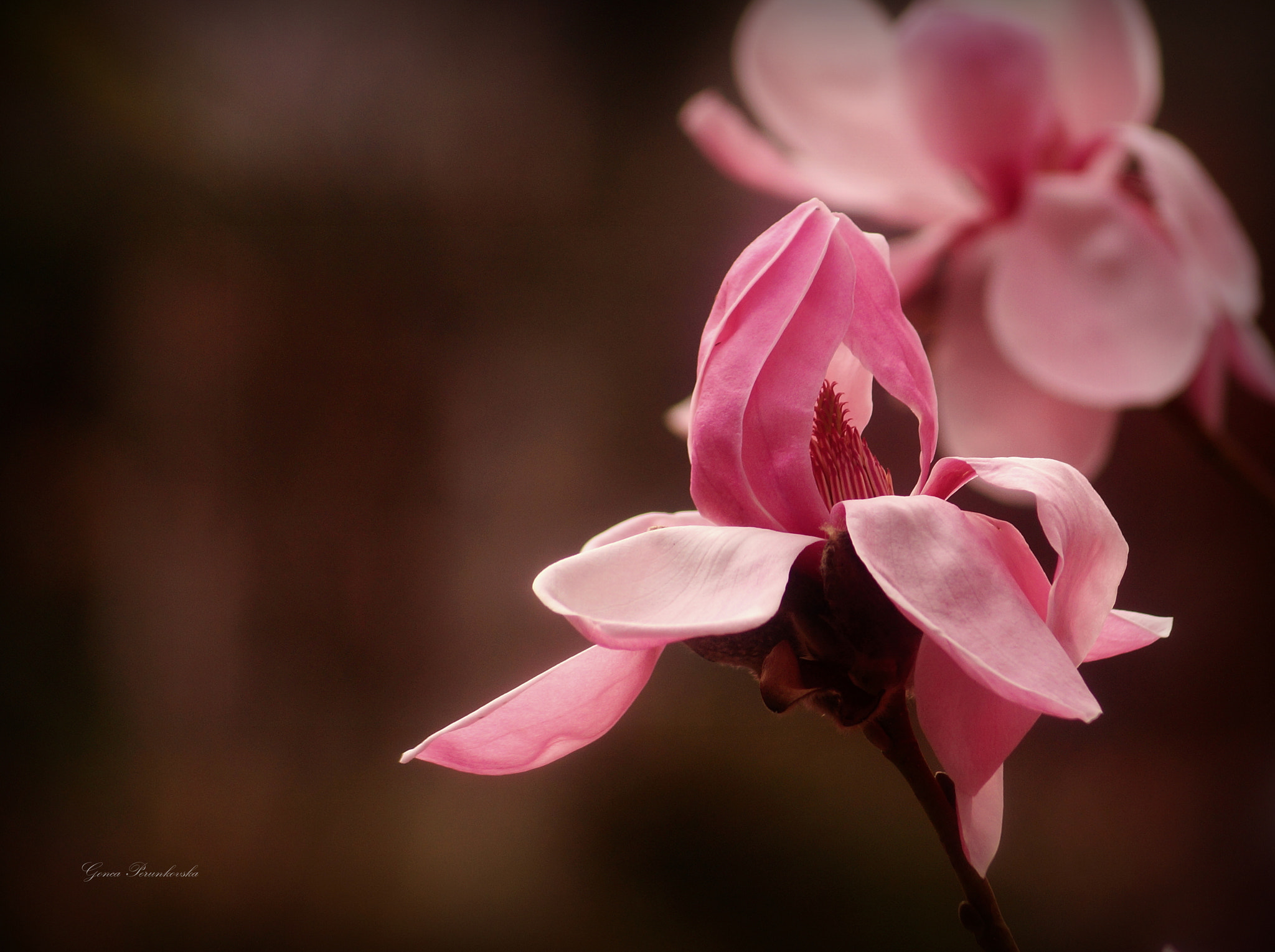 Sony DT 55-200mm F4-5.6 SAM sample photo. Magnolia rosa photography