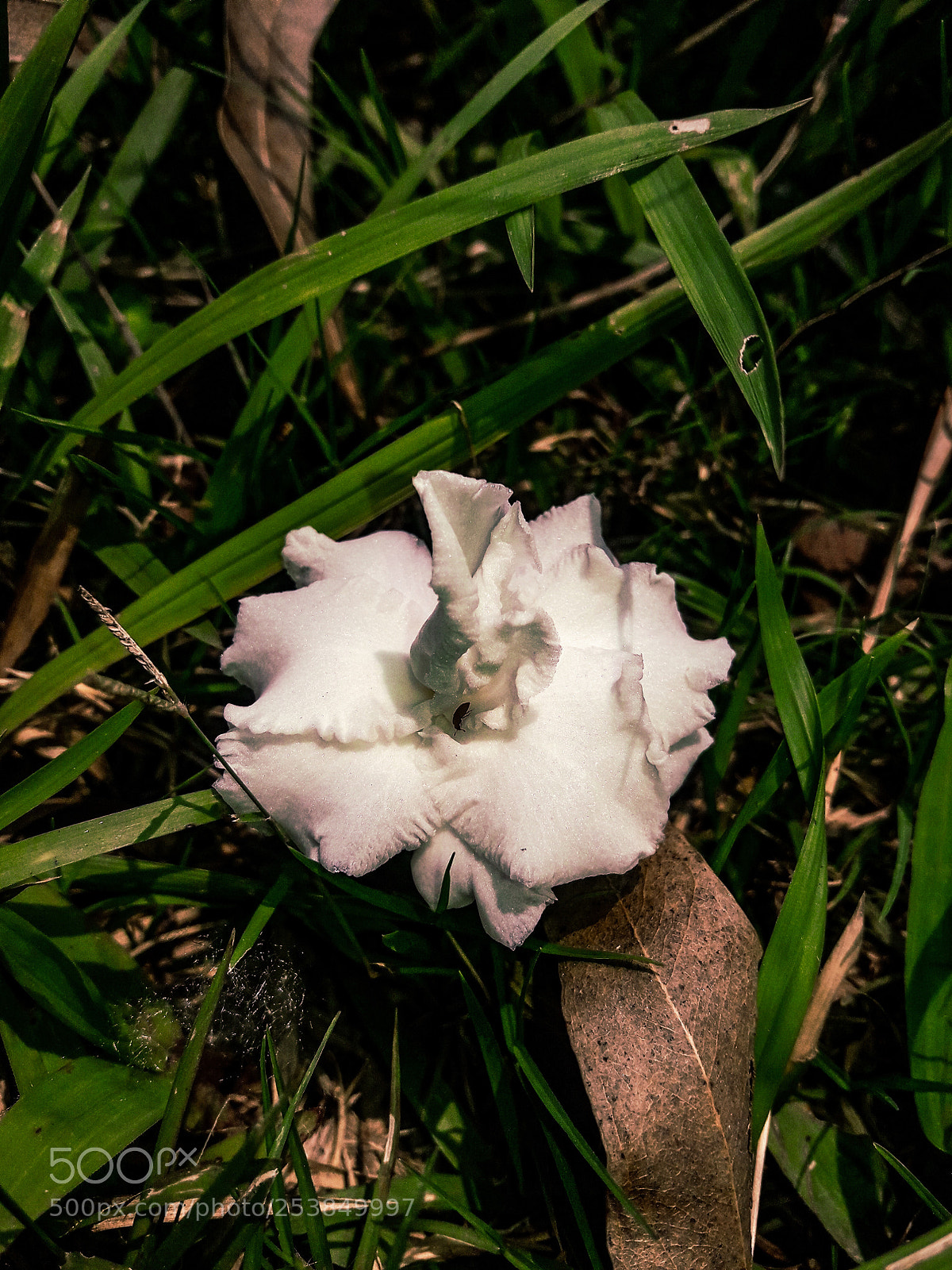Samsung Galaxy J7 Neo sample photo. Lily photography