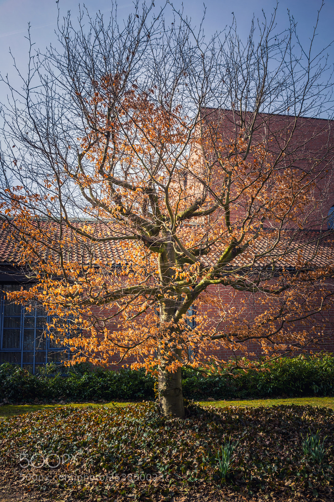 Sony Cyber-shot DSC-RX1 sample photo. Beautiful tree growing in photography