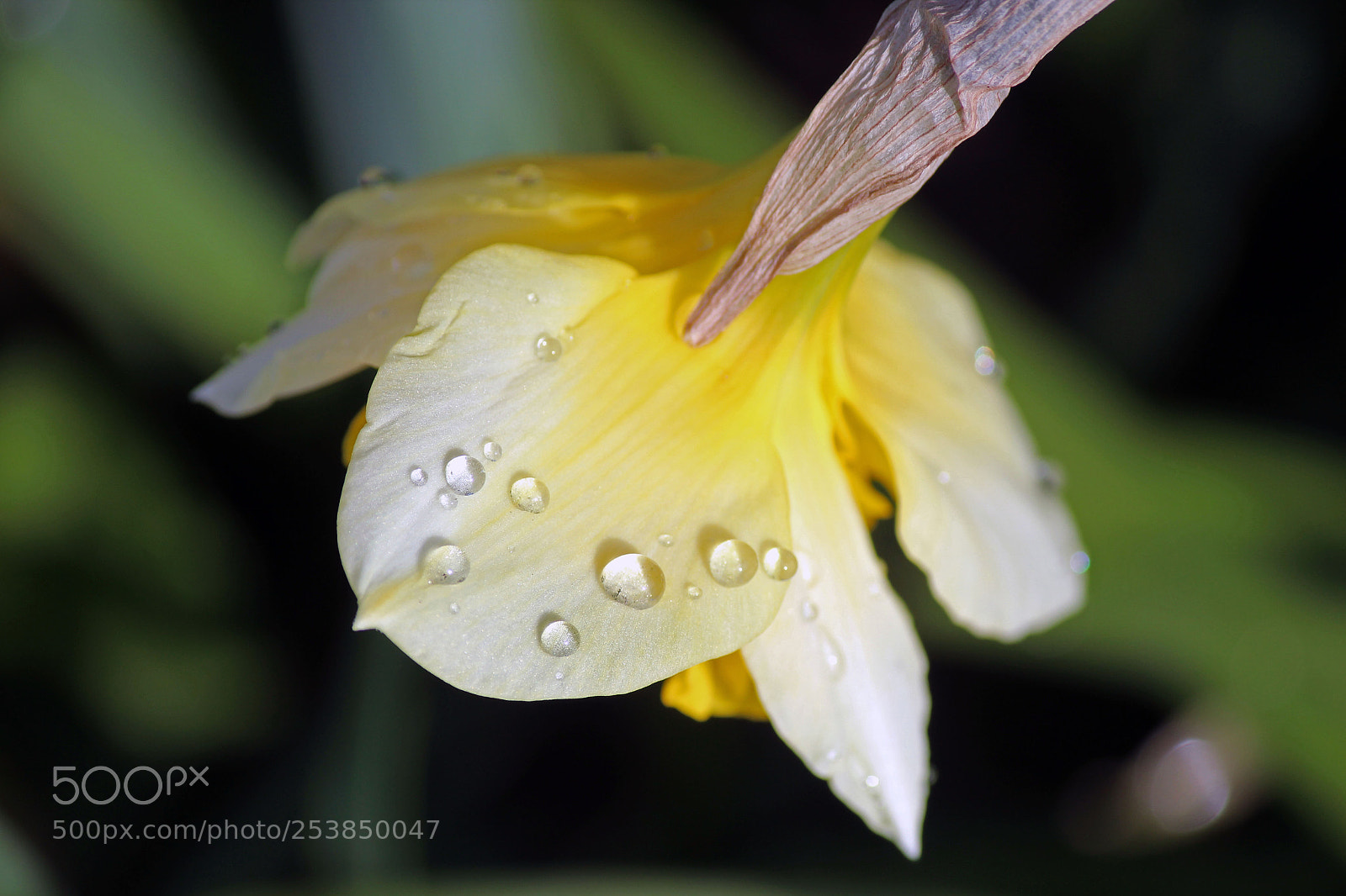 Canon EOS 600D (Rebel EOS T3i / EOS Kiss X5) sample photo. Welcome spring photography