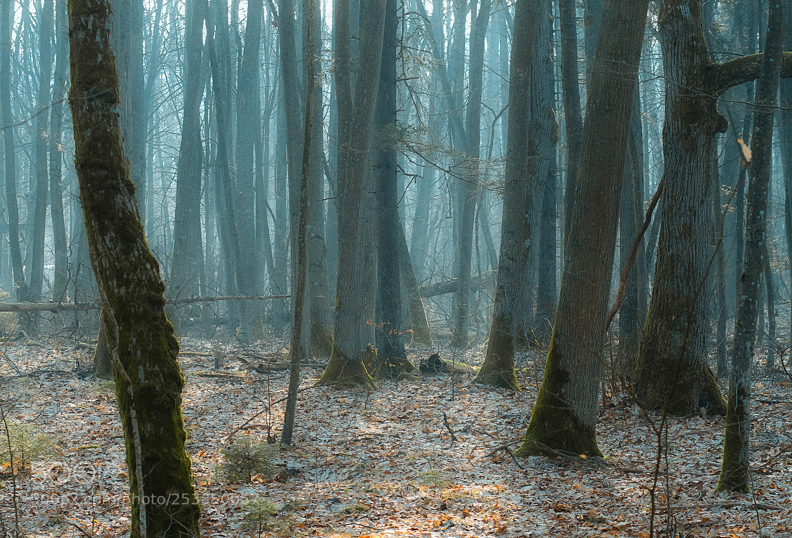 Canon EOS 7D sample photo. Foggy baltic forest photography
