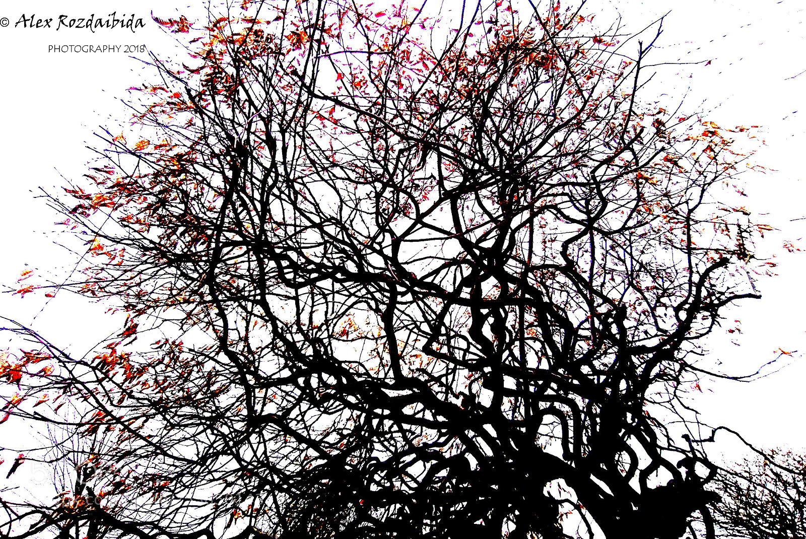 Sony Xperia X sample photo. Tree in black tones photography