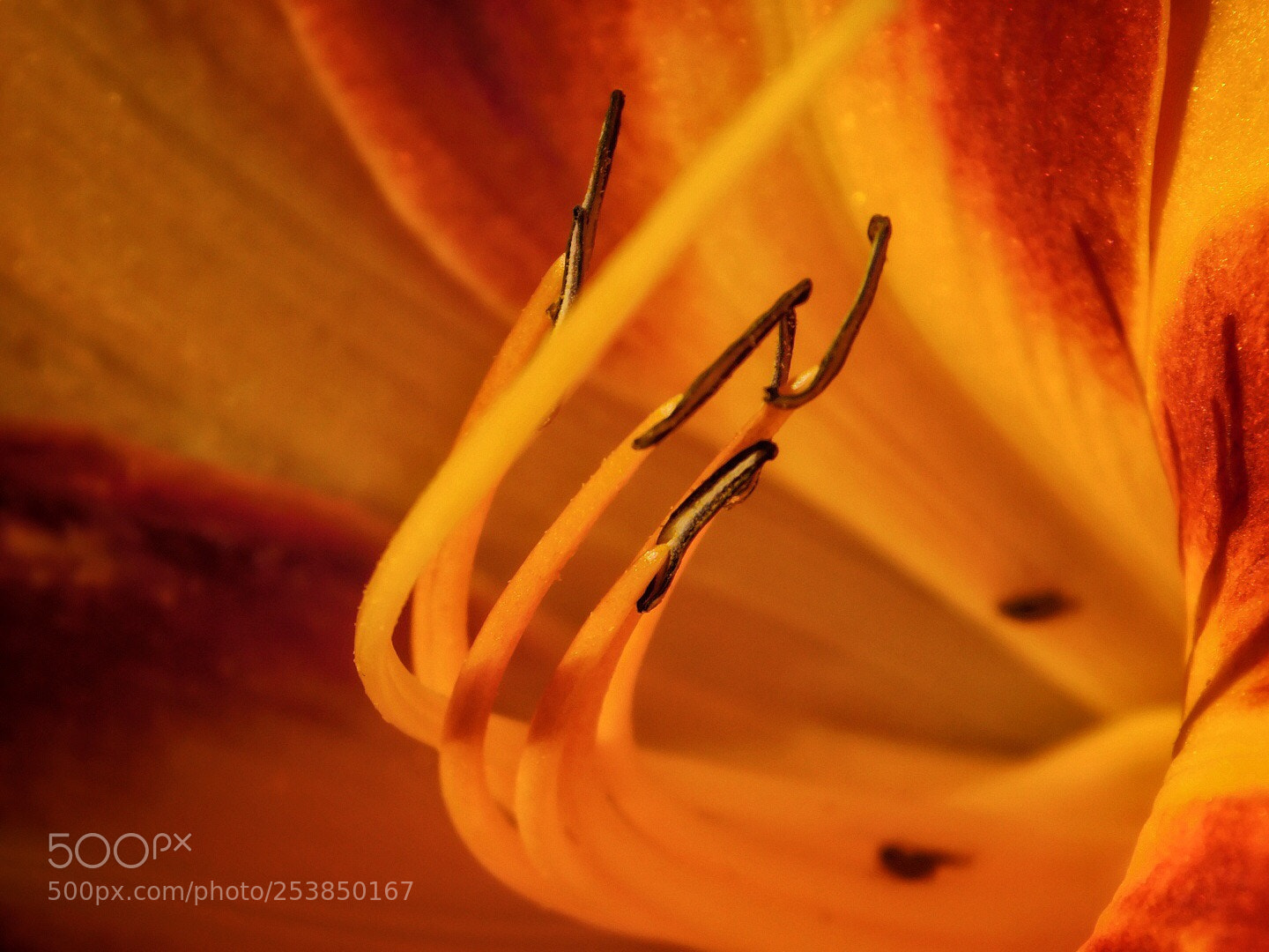 Nikon Coolpix B500 sample photo. Just a lily  photography