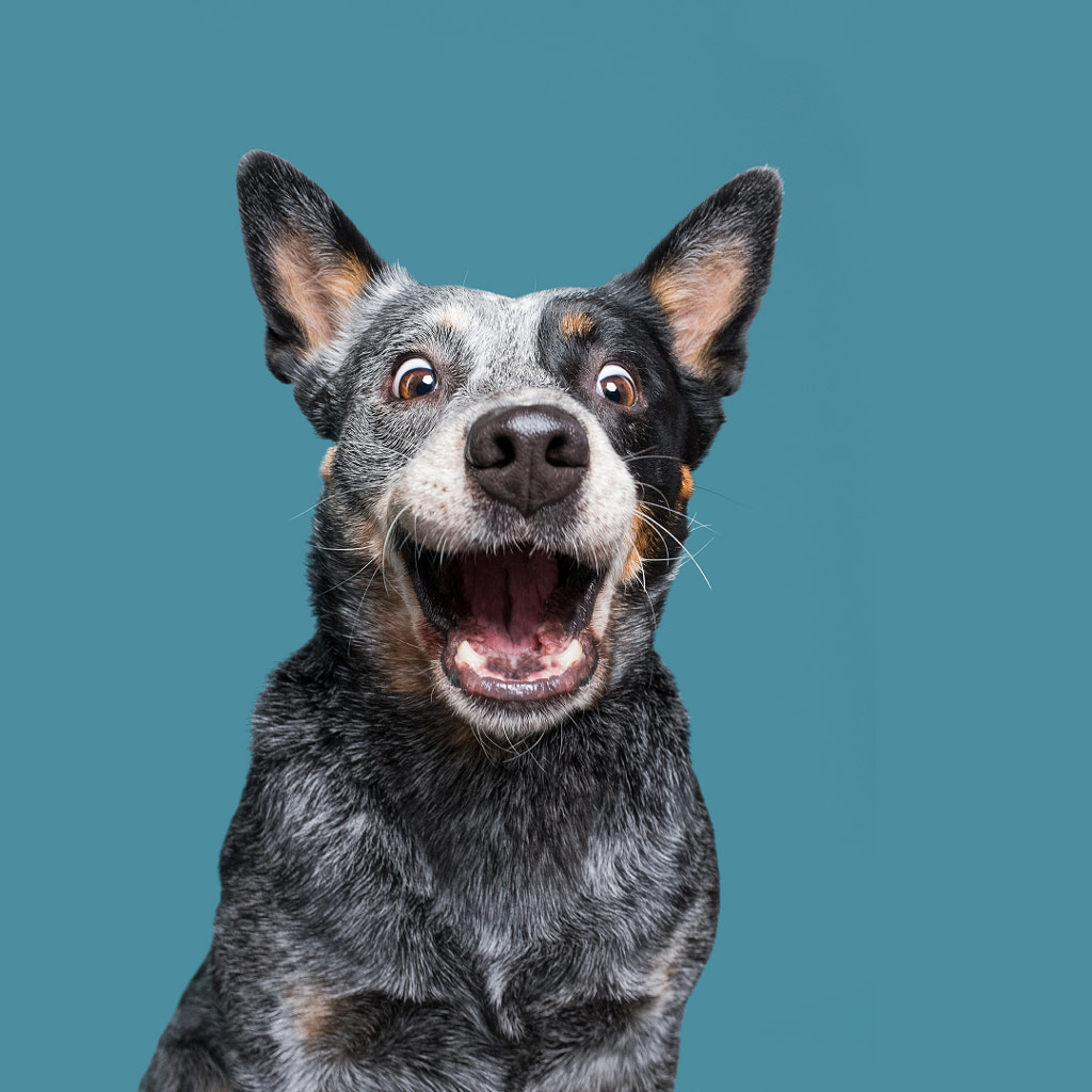 Dogsonality - adopted Phoebe by Elke Vogelsang on 500px.com