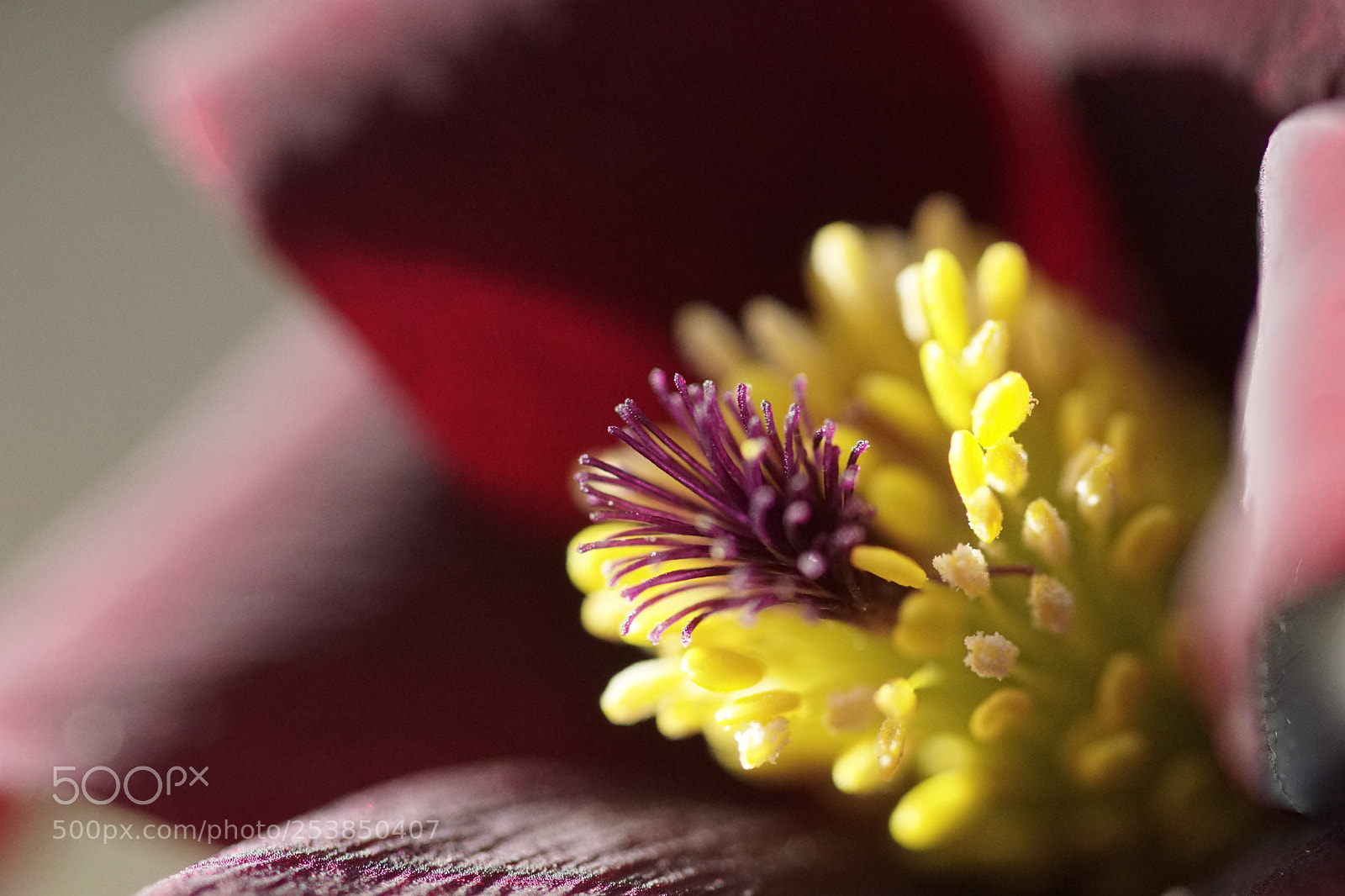 Sony ILCA-77M2 sample photo. Pulsatilla vulgaris photography