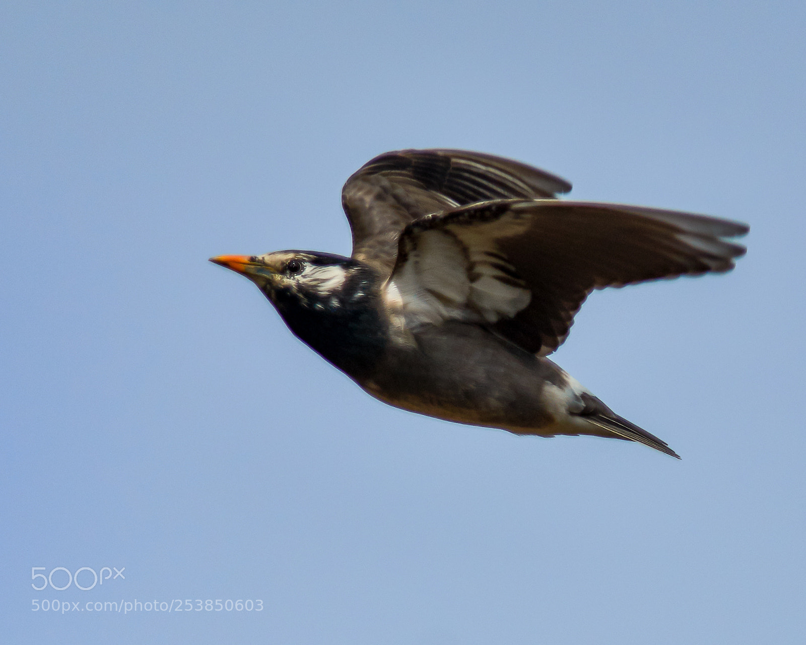 Nikon D500 sample photo. Starling photography