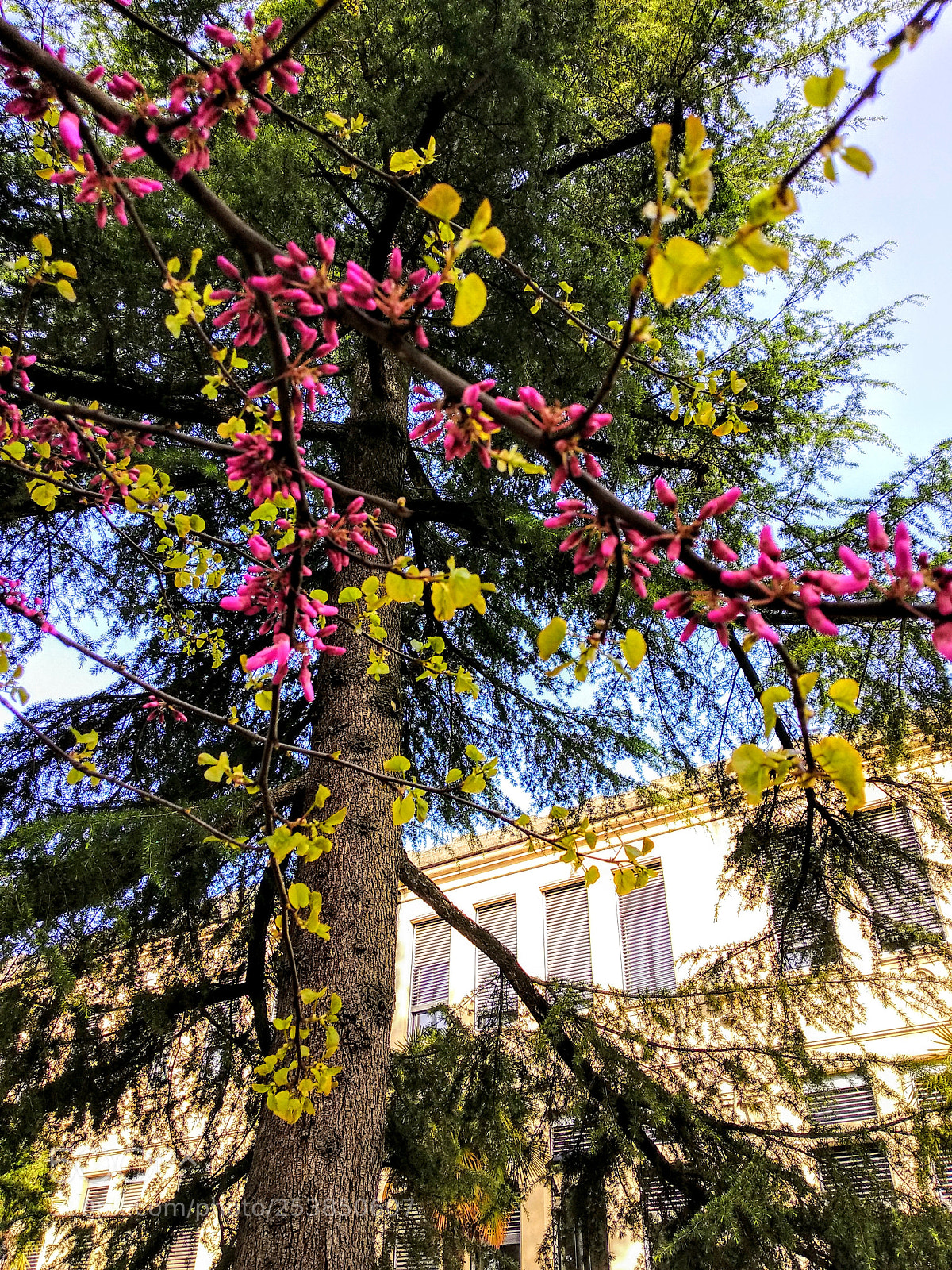 Xiaomi Mi A1 sample photo. Colorful spring photography