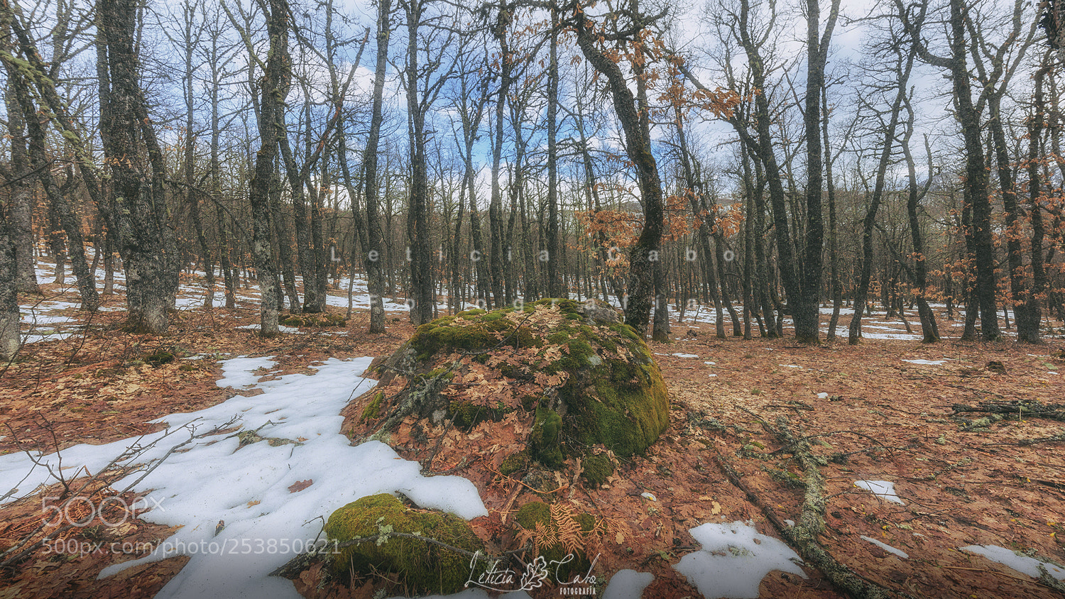 Canon EOS 600D (Rebel EOS T3i / EOS Kiss X5) sample photo. Los bosques de esus photography