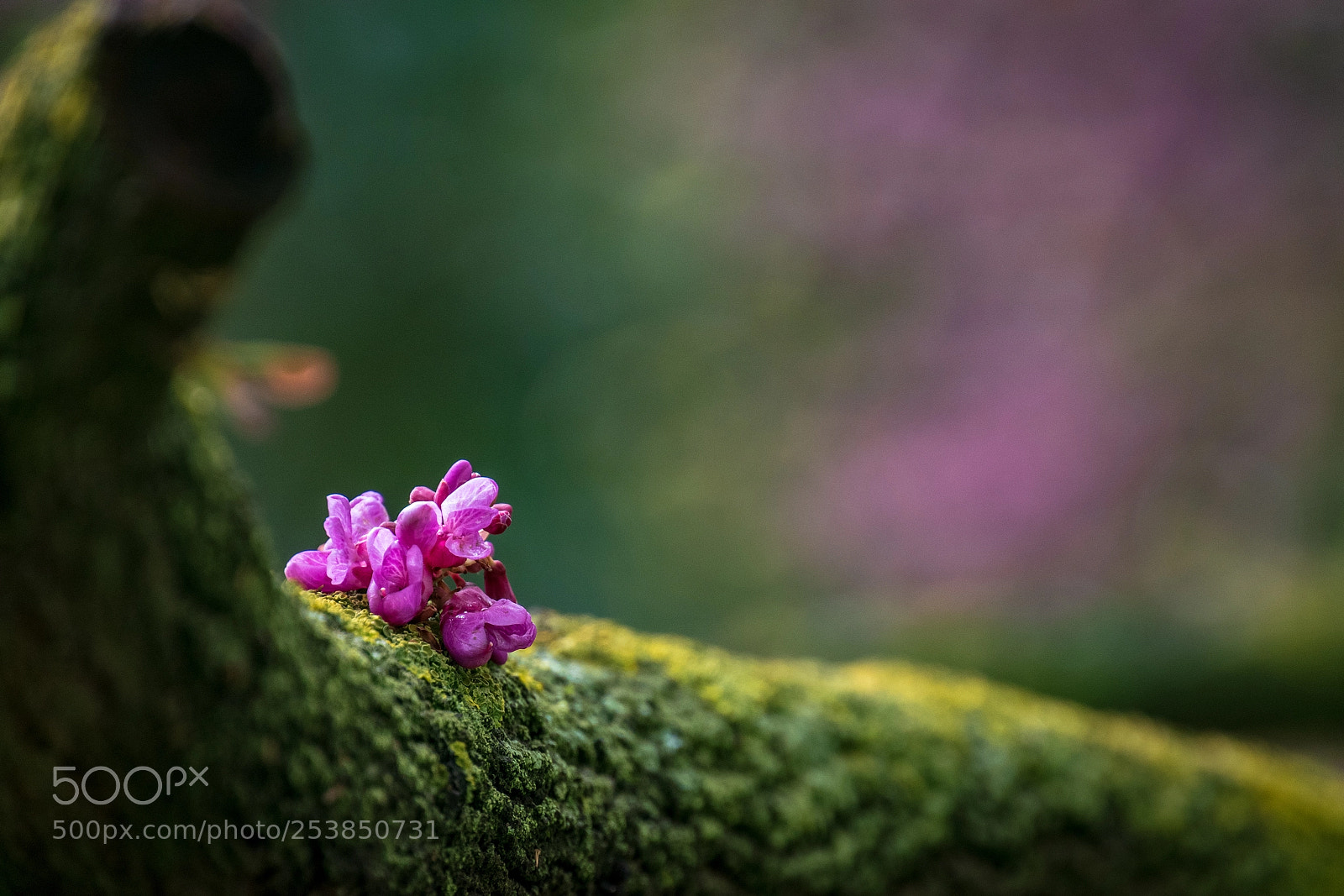 Nikon D5500 sample photo. Vivid spring photography