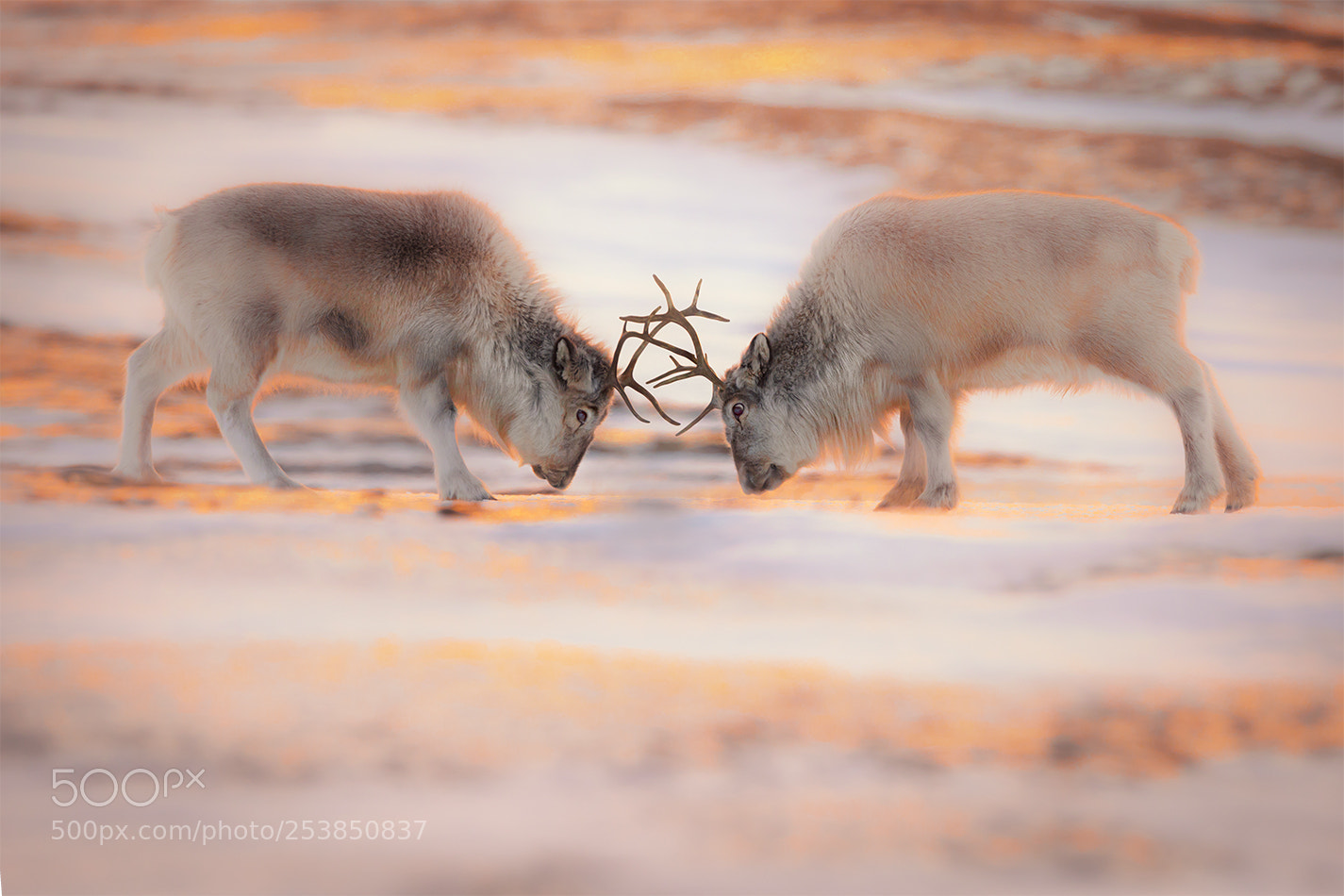 Canon EOS 5D Mark IV sample photo. Svalbard reindeer photography