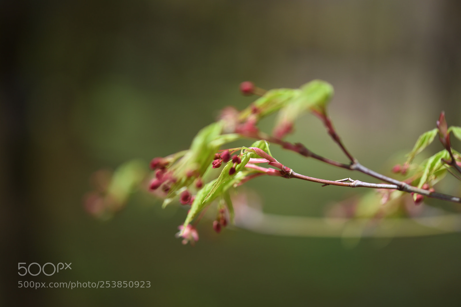 Nikon AF-S Micro-Nikkor 60mm F2.8G ED sample photo. モミジ 白山樹木公園 photography