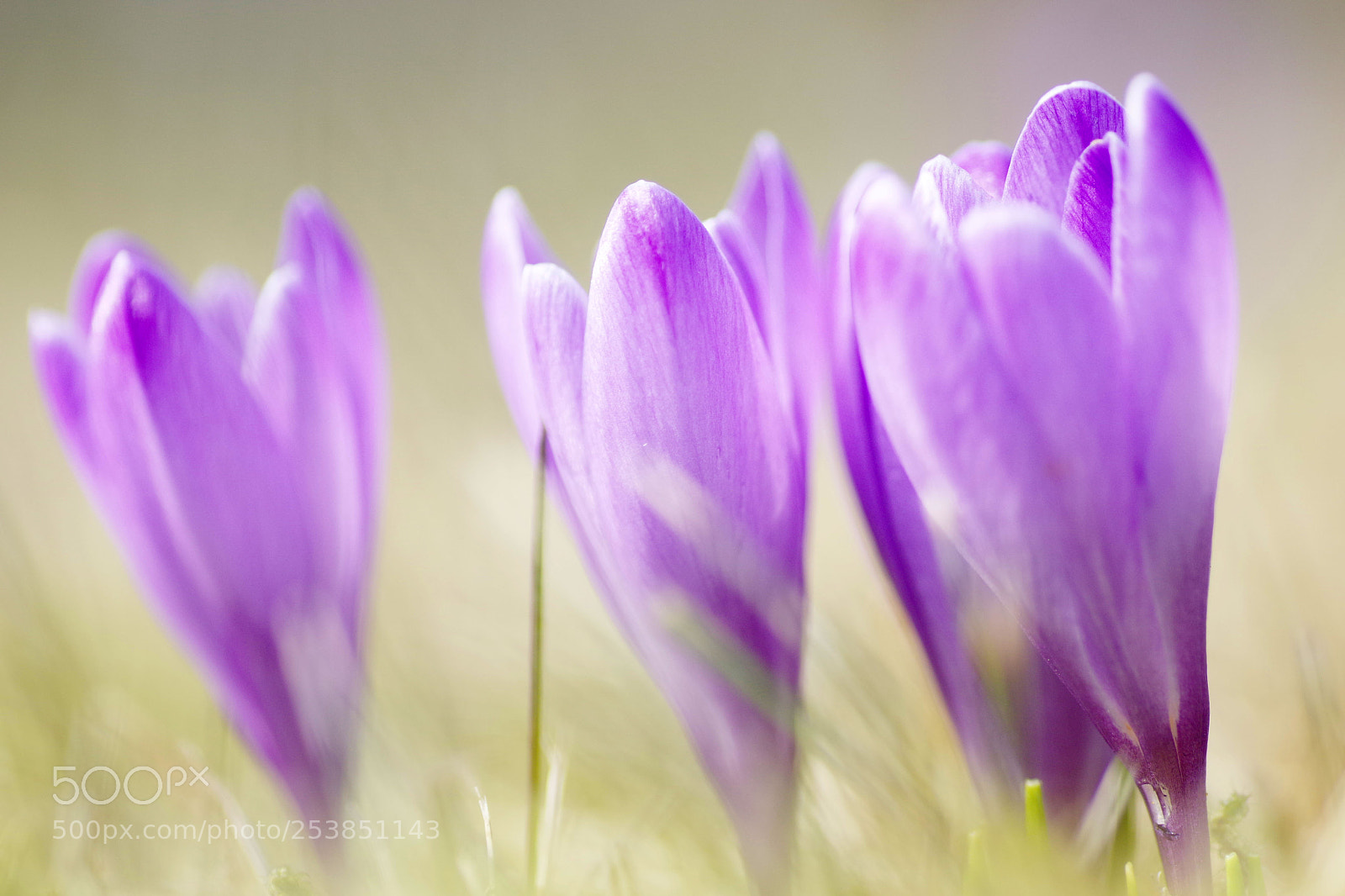 Pentax K-3 sample photo. Crocus i photography