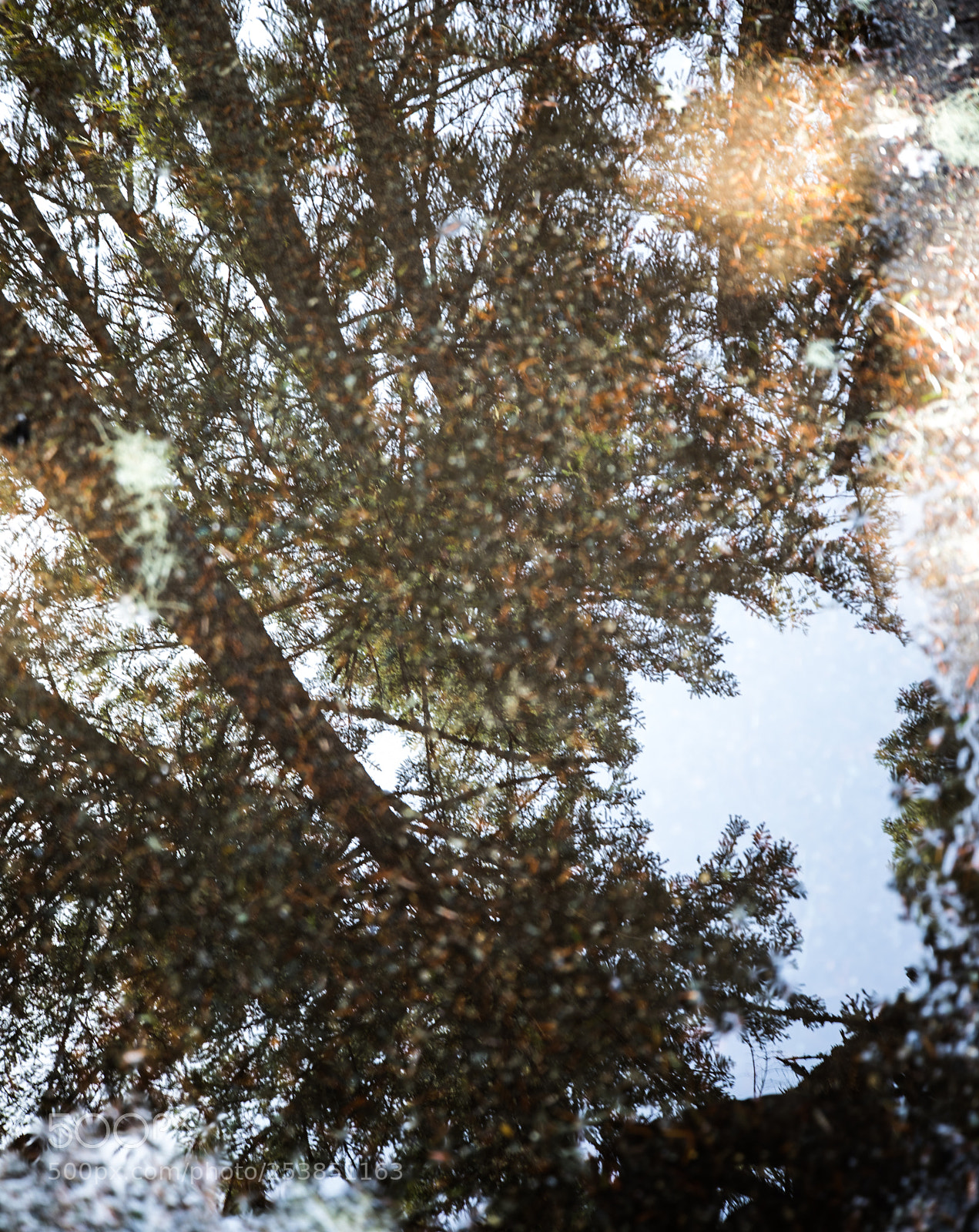 Canon EOS 5D Mark IV sample photo. Mt rainier national park photography