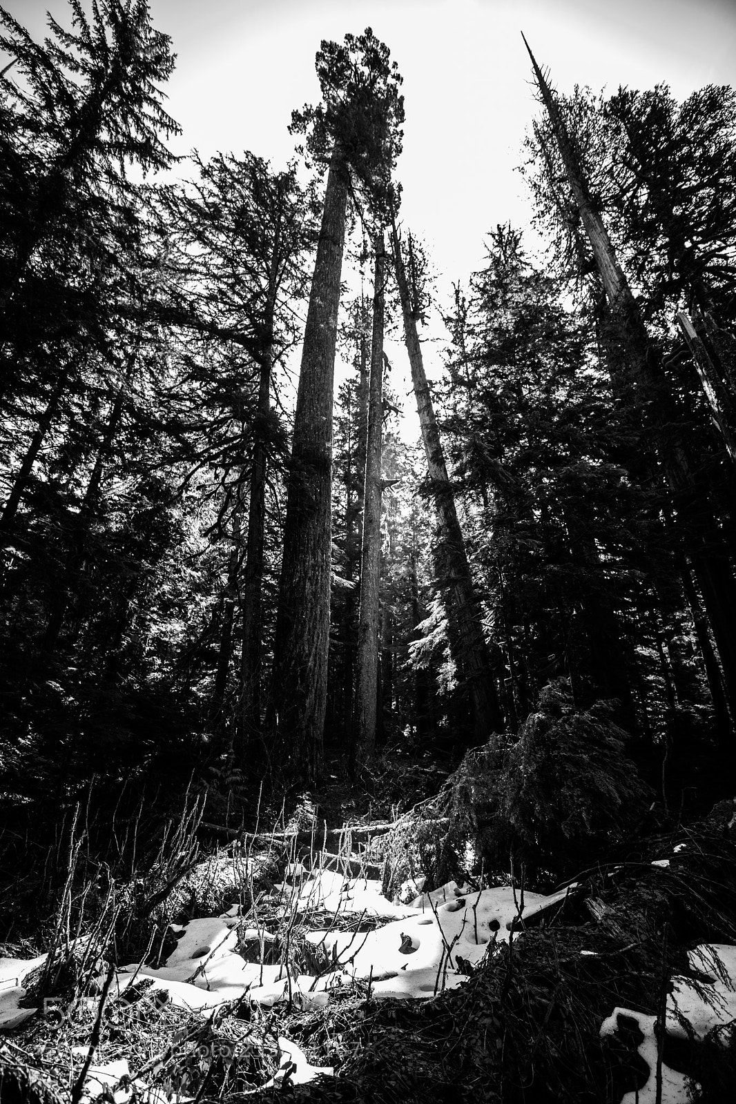 Canon EOS 5D Mark IV sample photo. Mt rainier national park photography