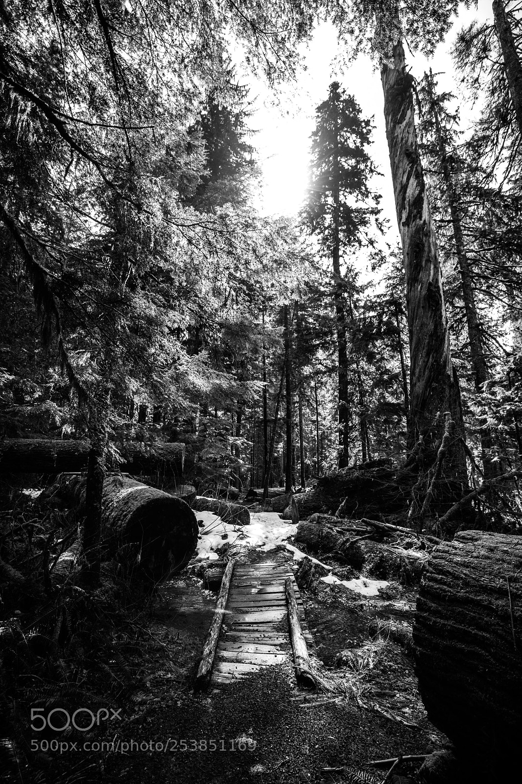 Canon EOS 5D Mark IV sample photo. Mt rainier national park photography