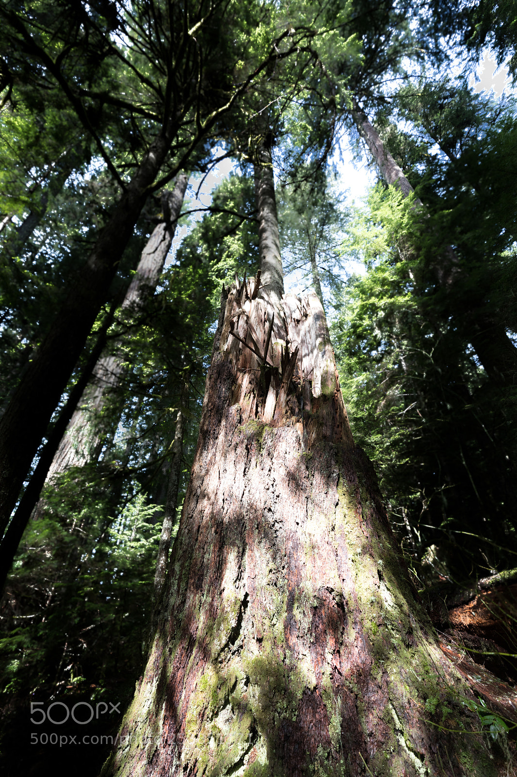 Canon EOS 5D Mark IV sample photo. Mt rainier national park photography