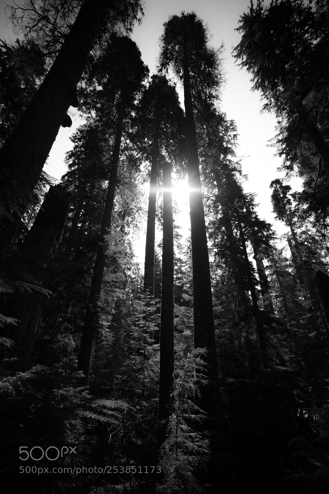 Canon EOS 5D Mark IV sample photo. Mt rainier national park photography