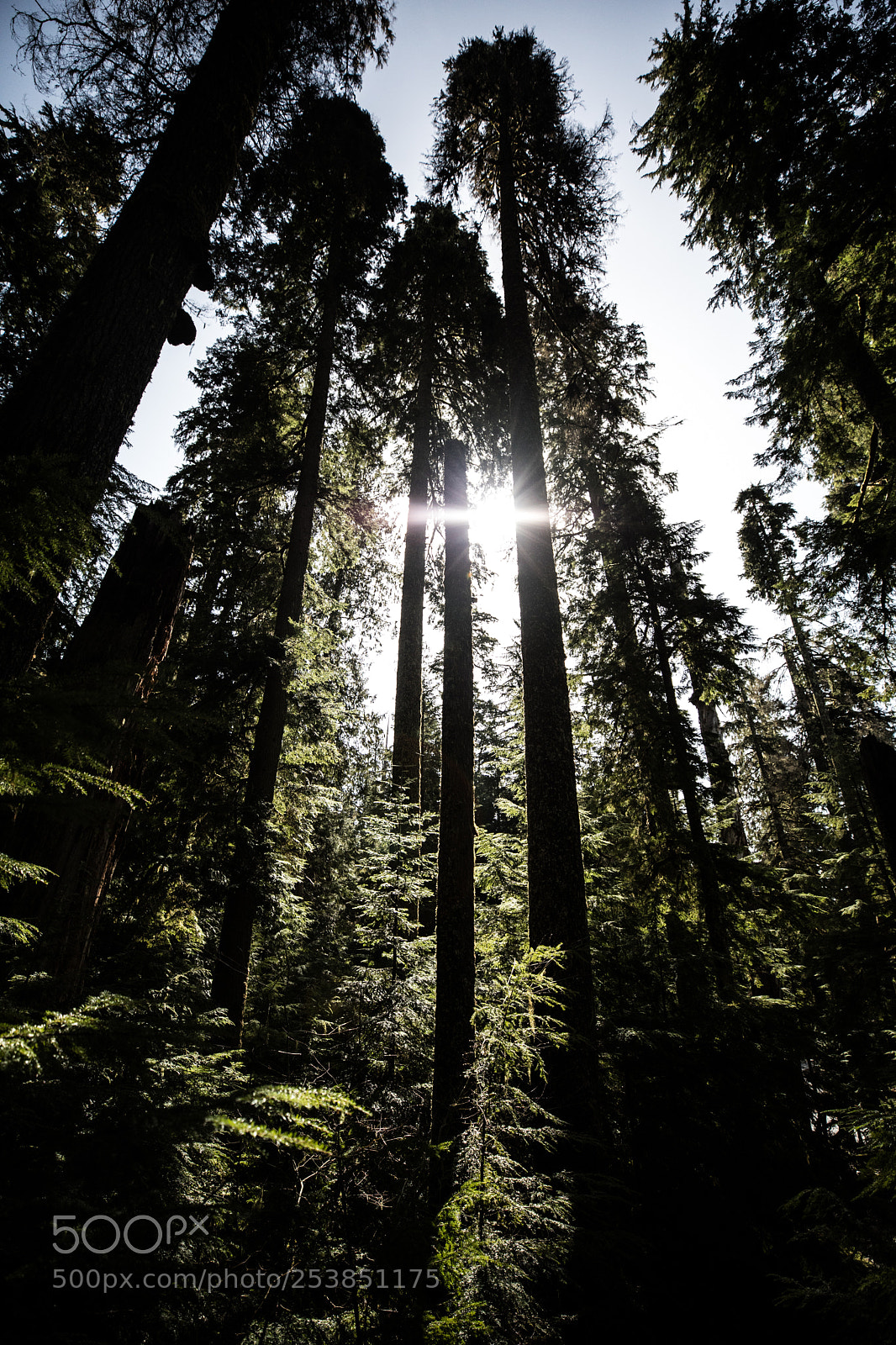 Canon EOS 5D Mark IV sample photo. Mt rainier national park photography