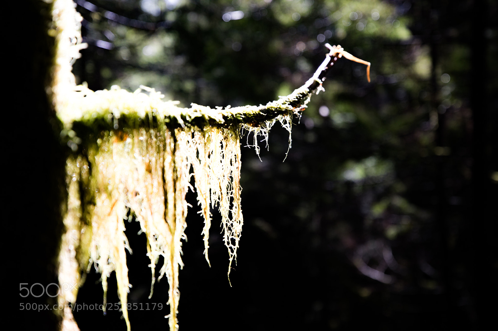Canon EOS 5D Mark IV sample photo. Mt rainier national park photography