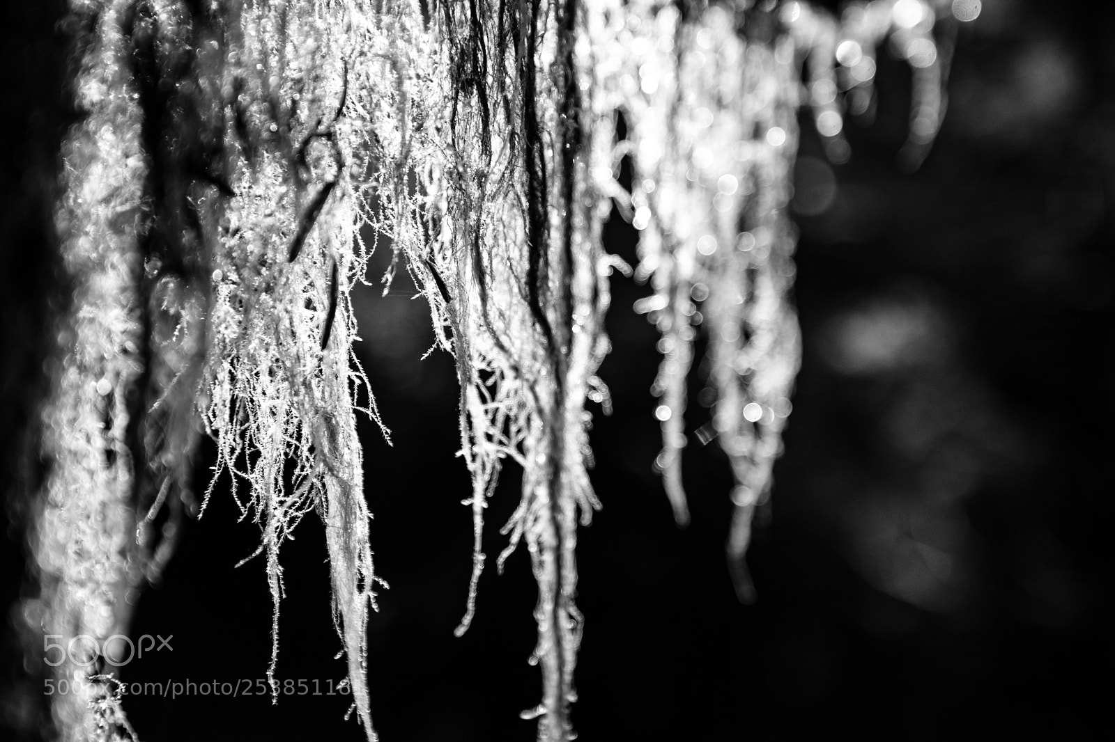 Canon EOS 5D Mark IV sample photo. Mt rainier national park photography
