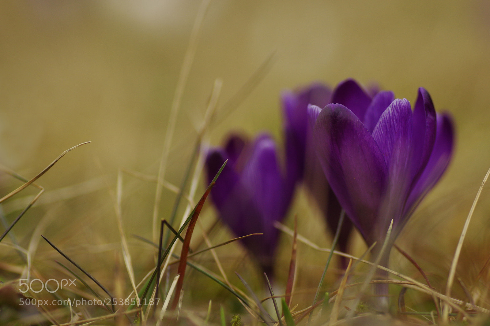 Pentax K-3 sample photo. Crocus ii photography