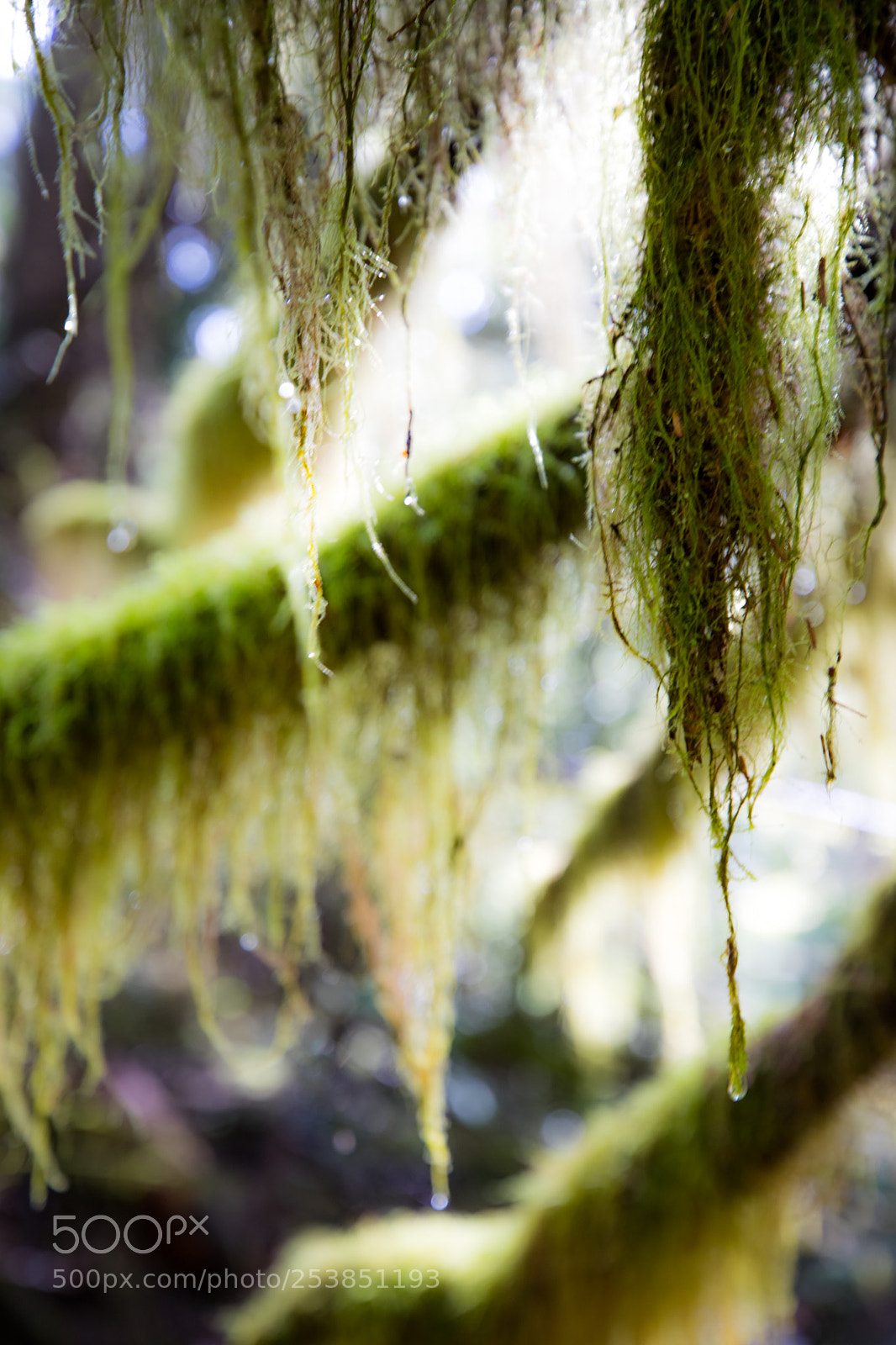 Canon EOS 5D Mark IV sample photo. Mt rainier national park photography
