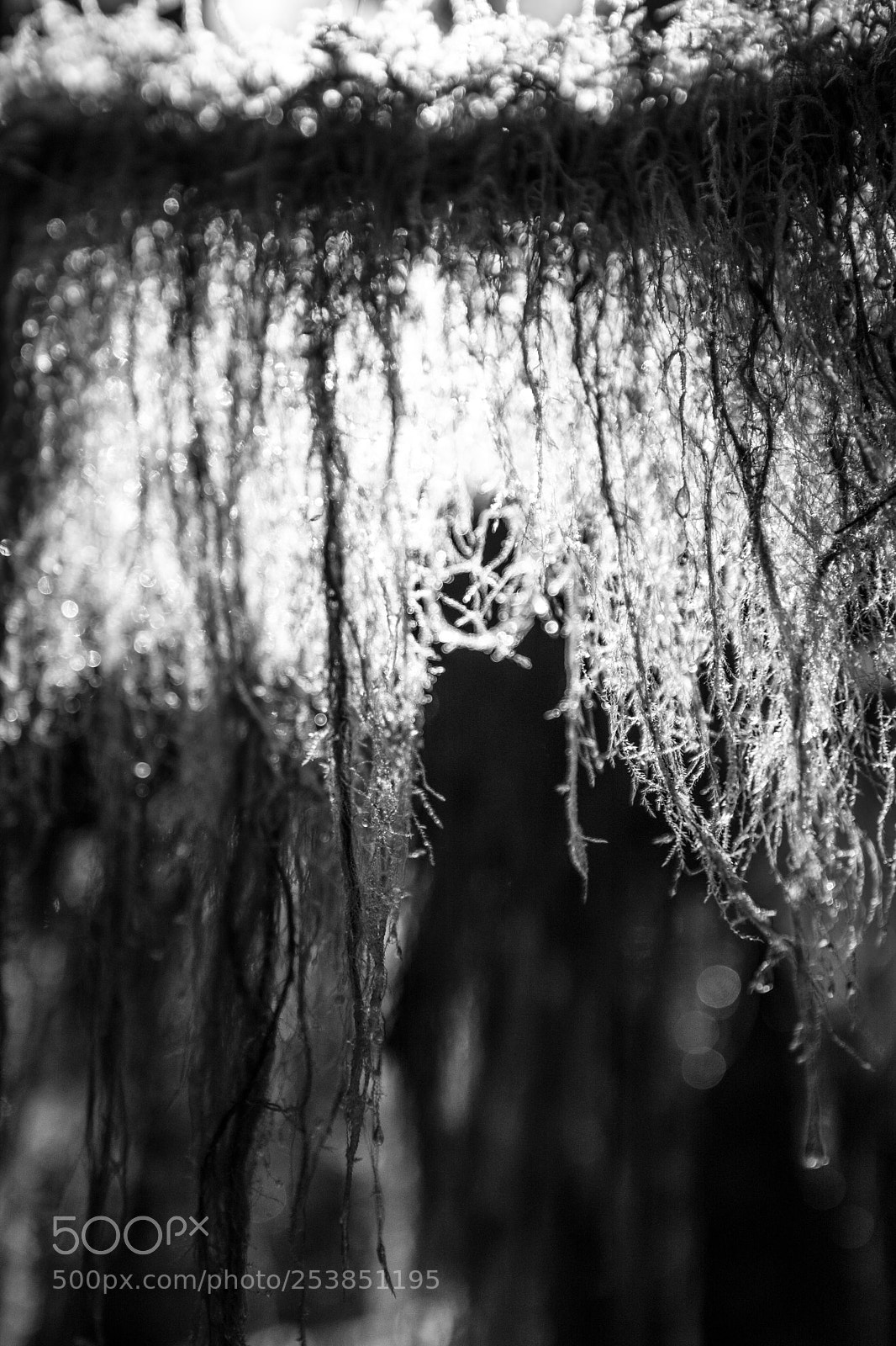 Canon EOS 5D Mark IV sample photo. Mt rainier national park photography