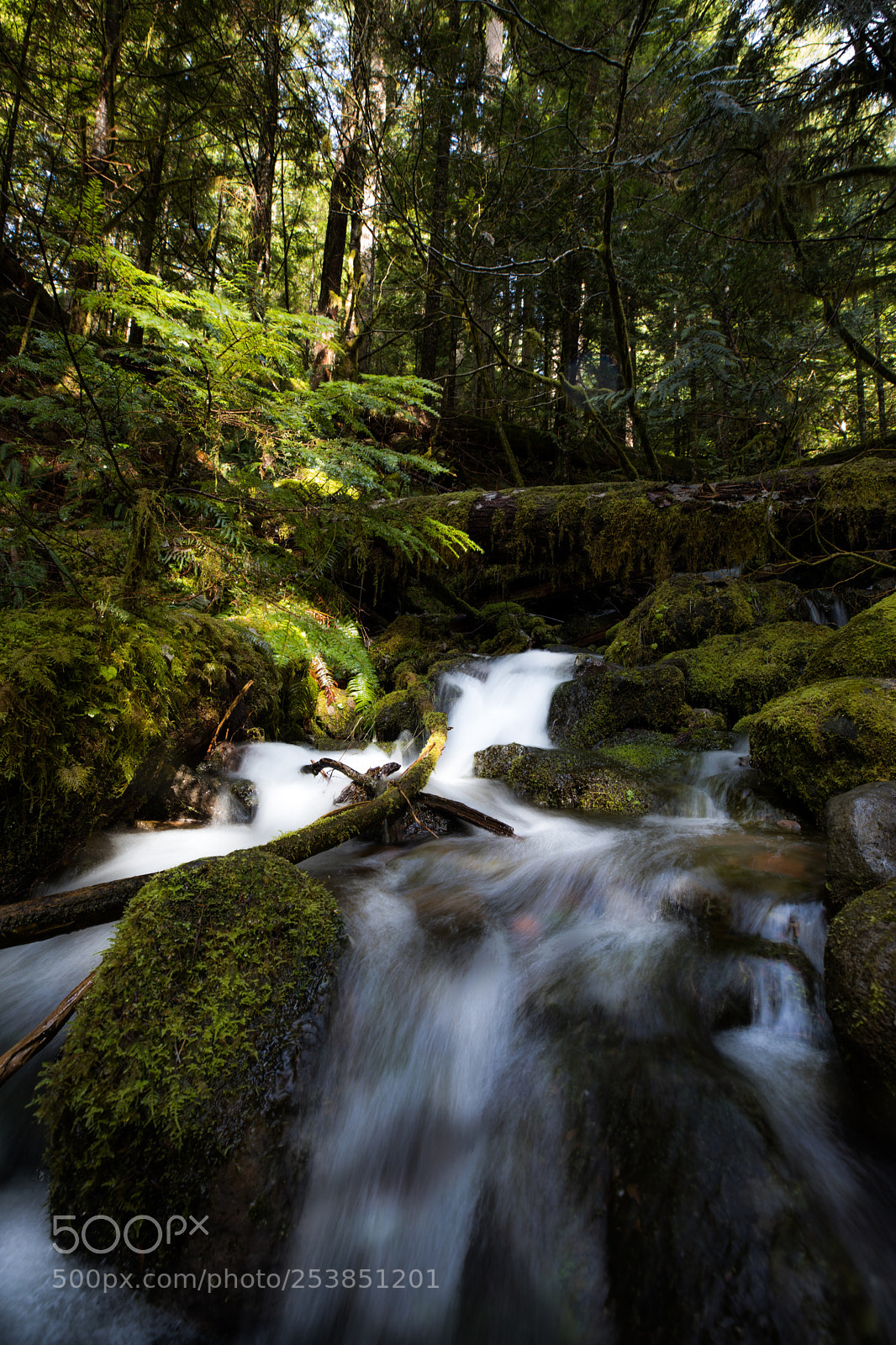 Canon EOS 5D Mark IV sample photo. Mt rainier national park photography