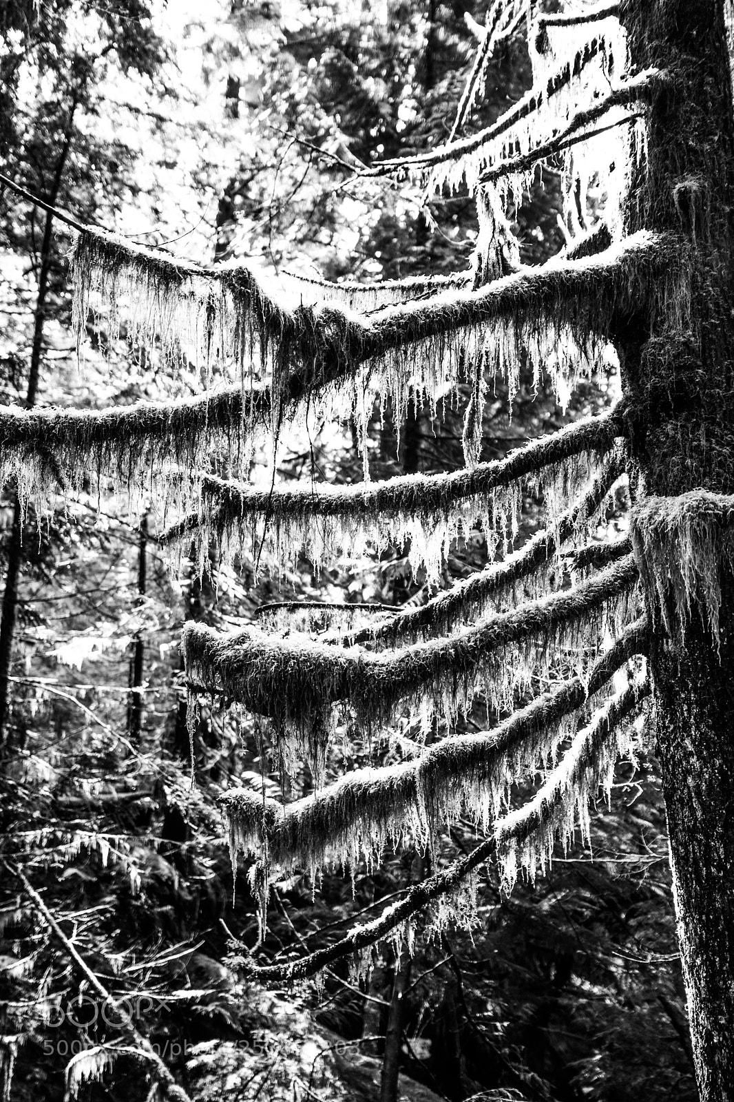 Canon EOS 5D Mark IV sample photo. Mt rainier national park photography